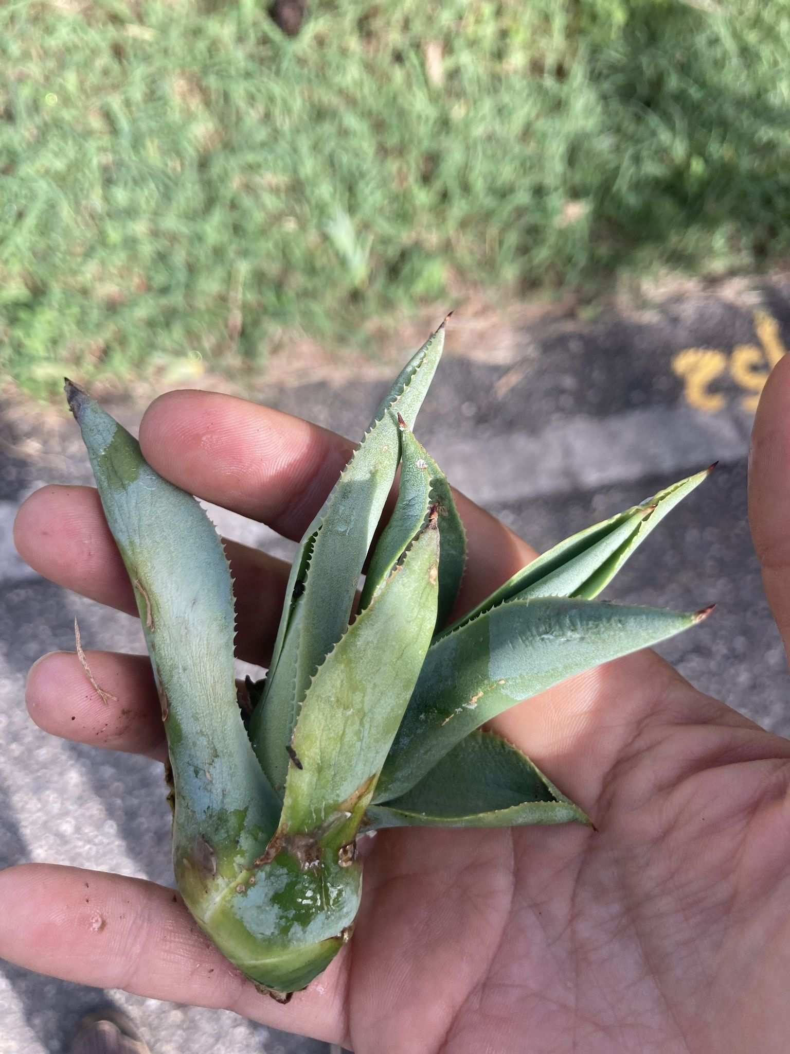Agave cocui