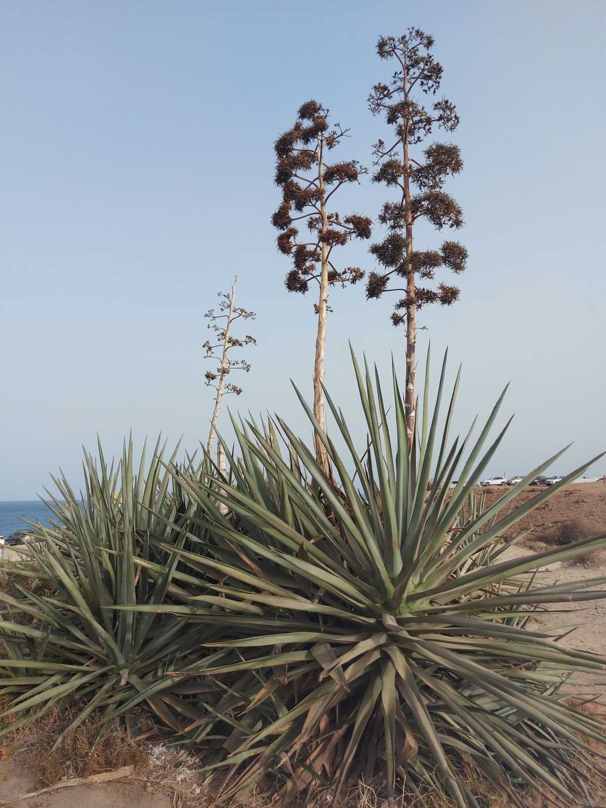 Agave fourcroydes