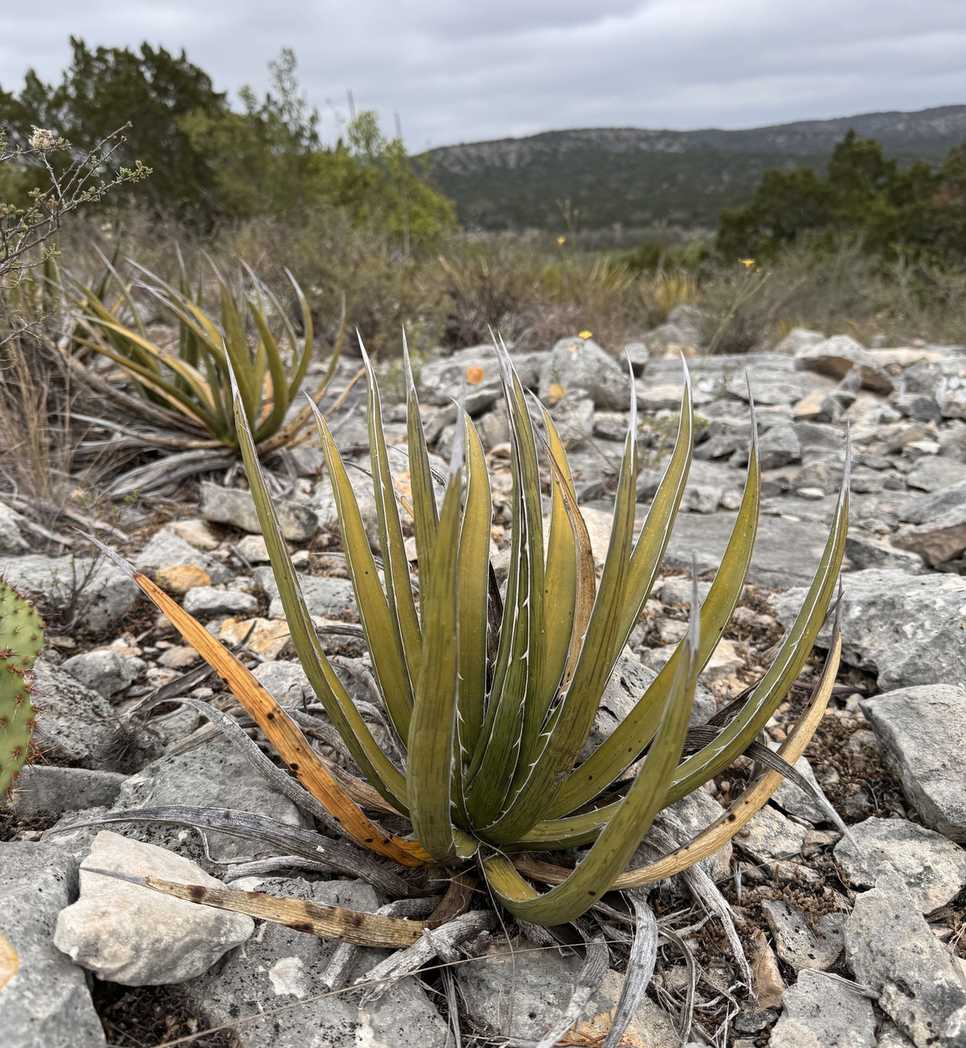 Agave lechuguilla