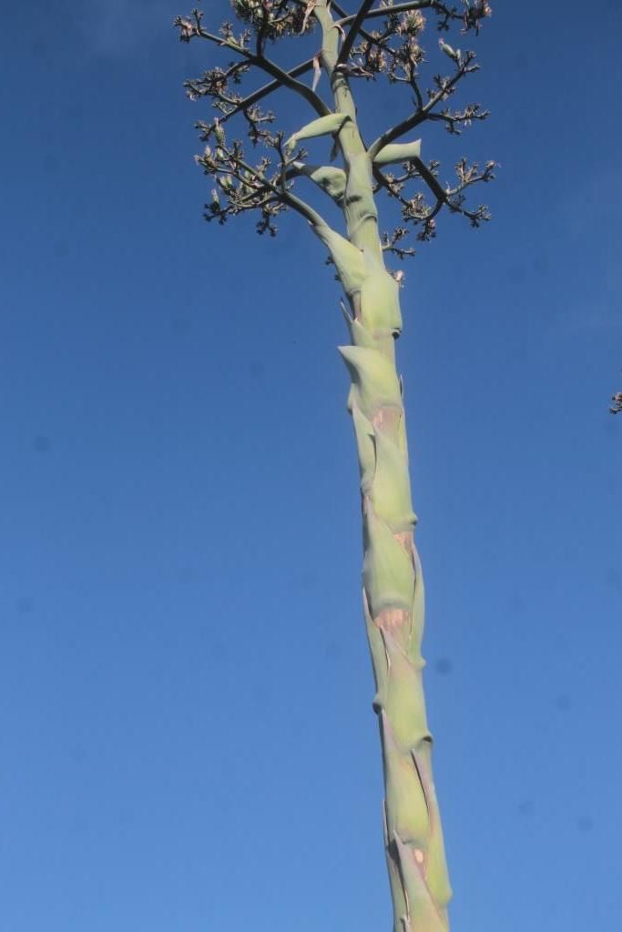 Agave mapisaga