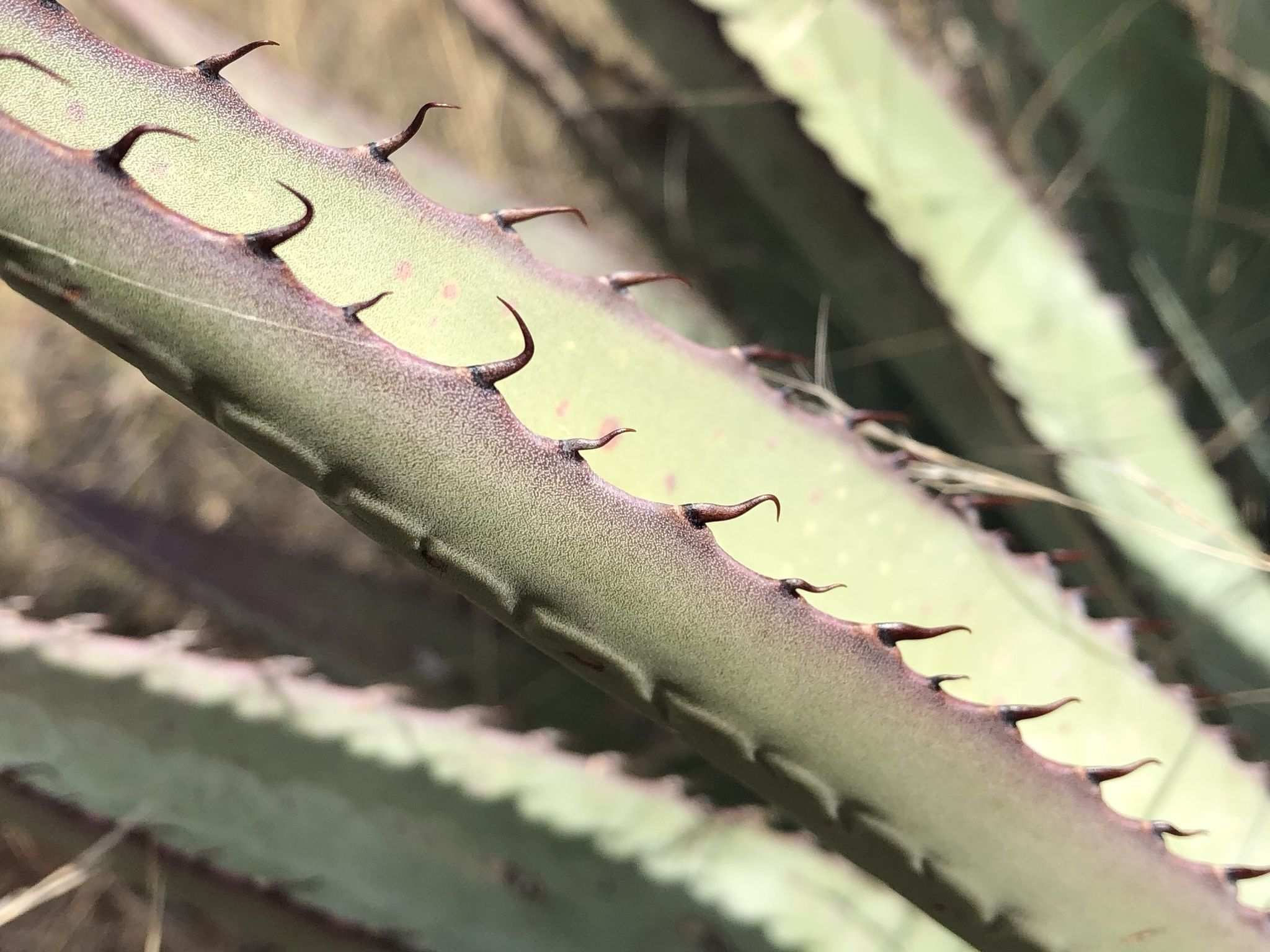 Agave palmeri