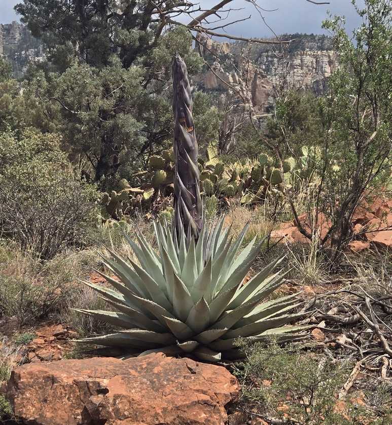 Agave parryi