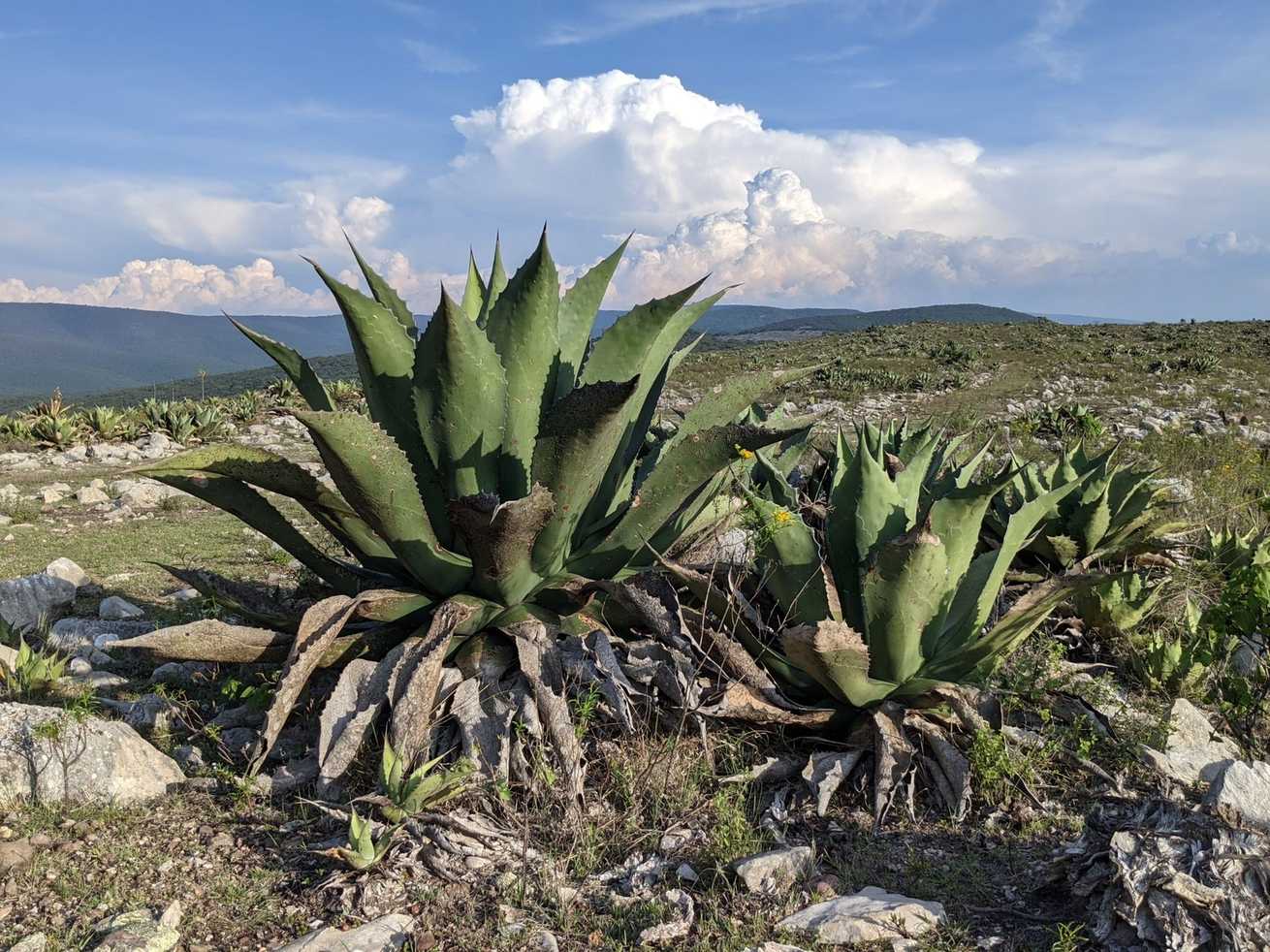 Agave salmiana