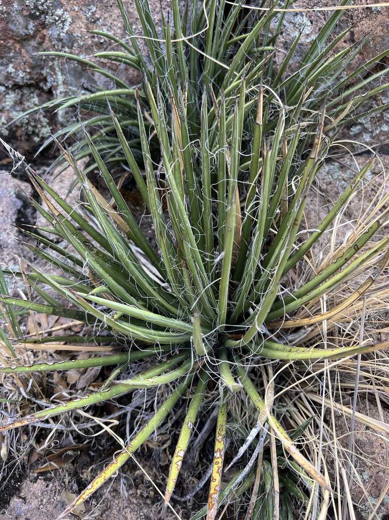 Agave schottii