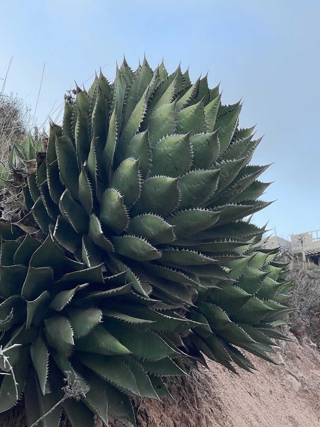 Agave shawii