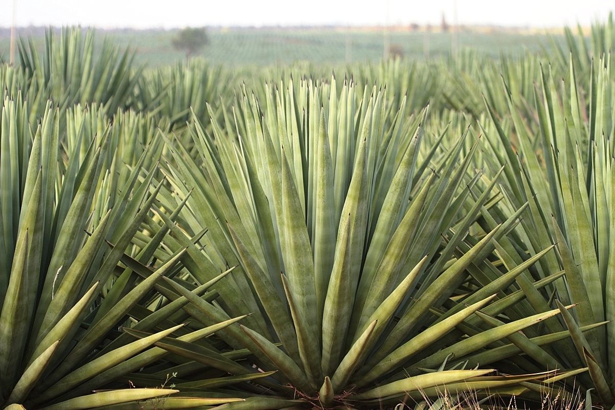 Agave sisalana