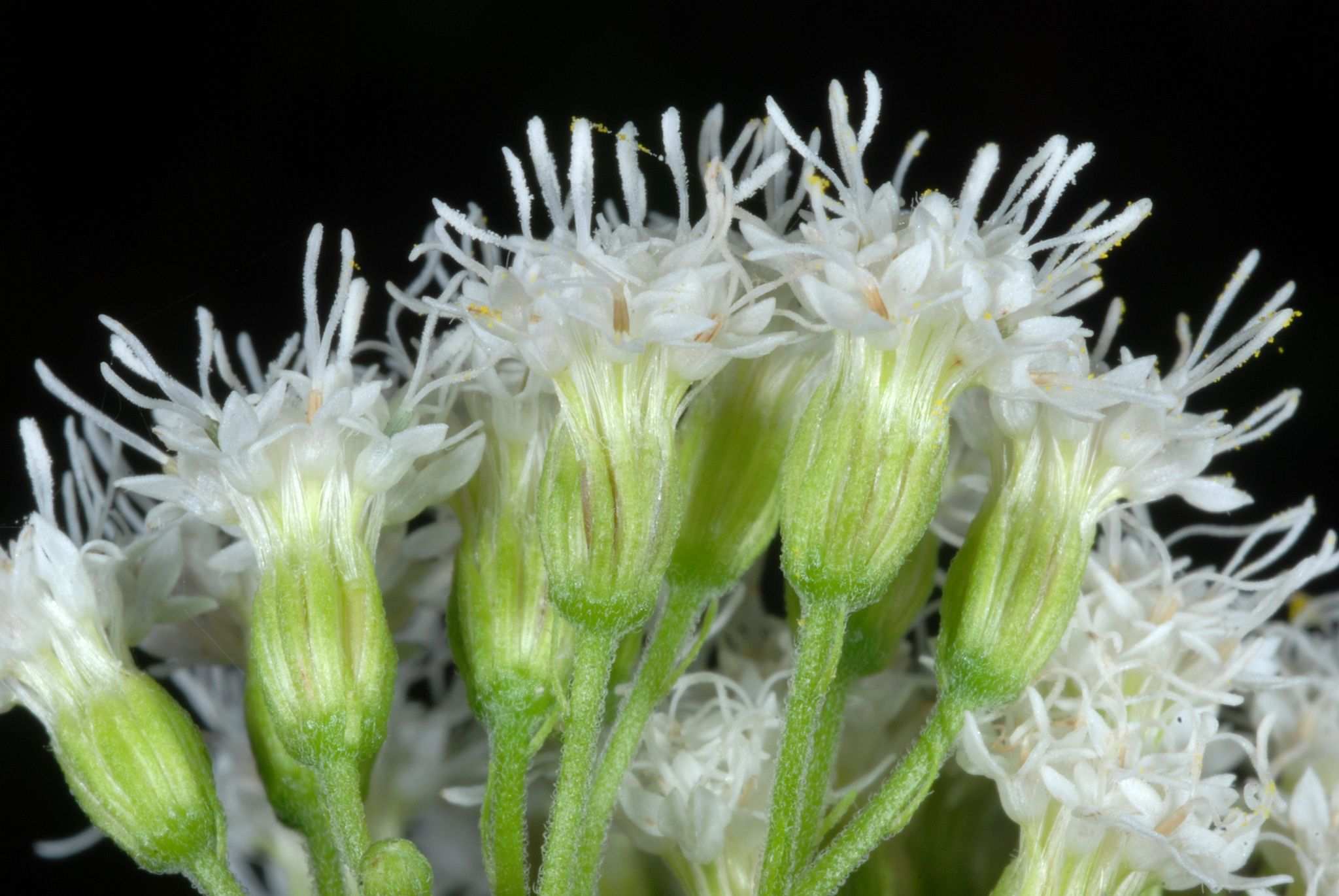 Ageratina altissima
