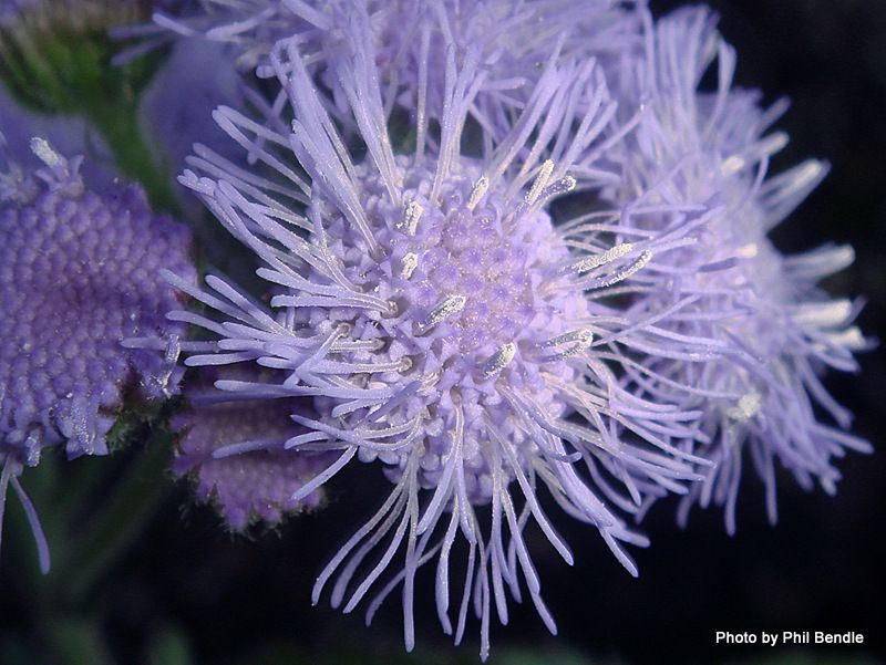 Ageratum houstonianum