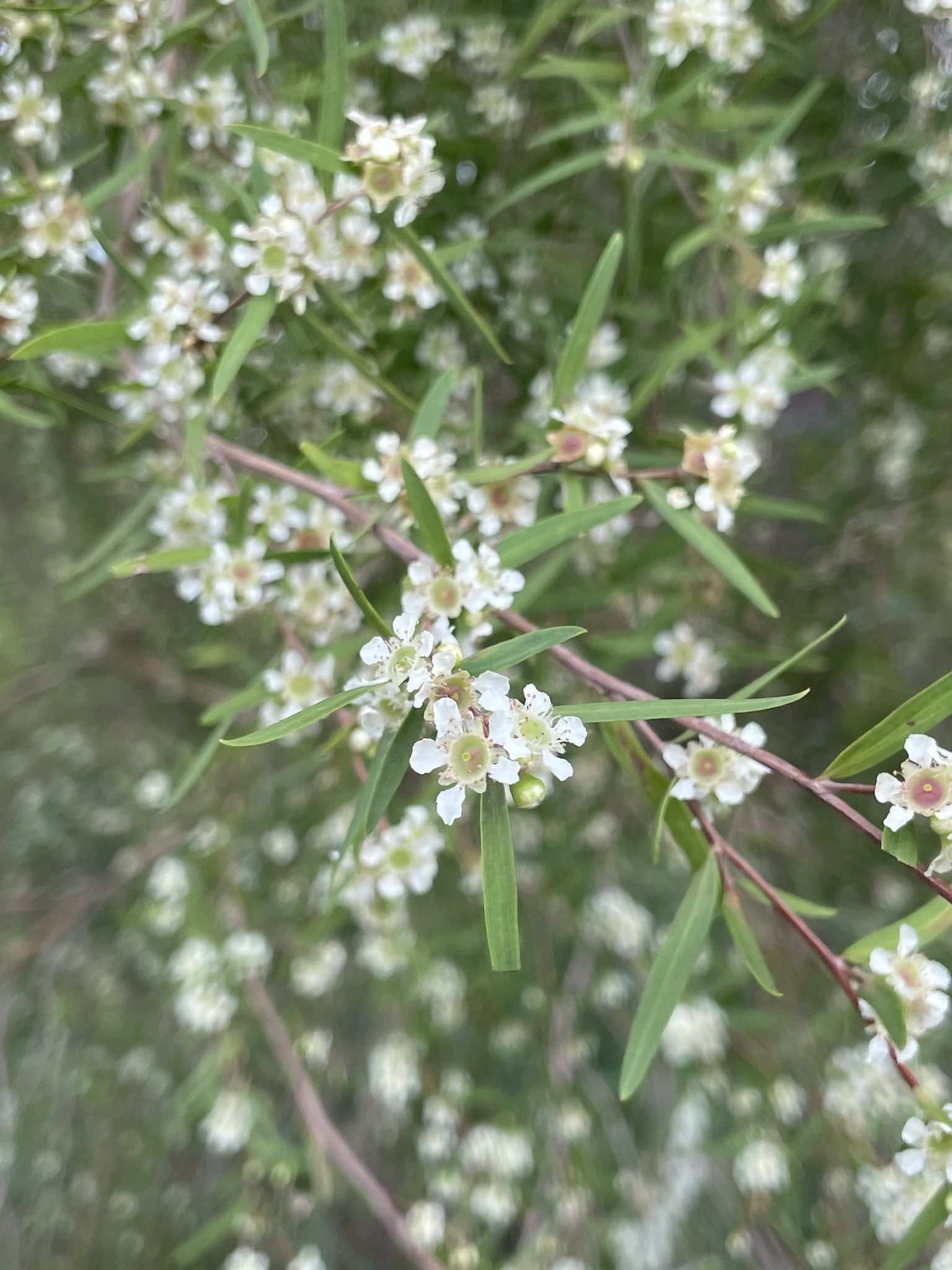 Aggreflorum brachyandrum