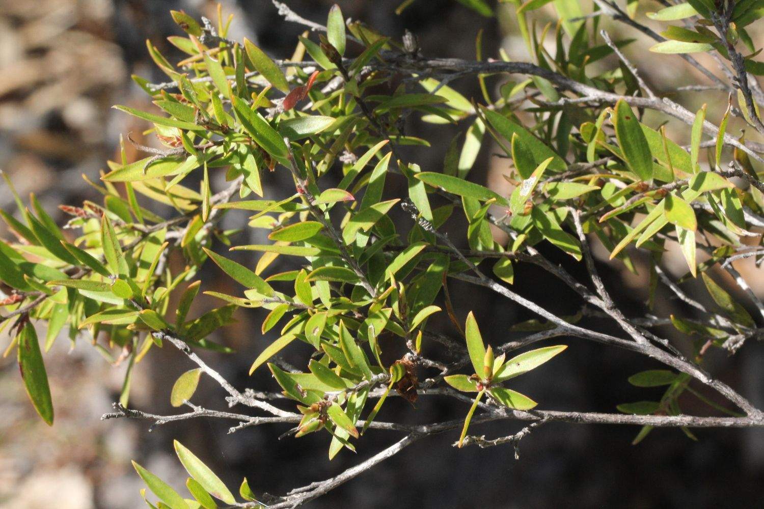 Aggreflorum ellipticum