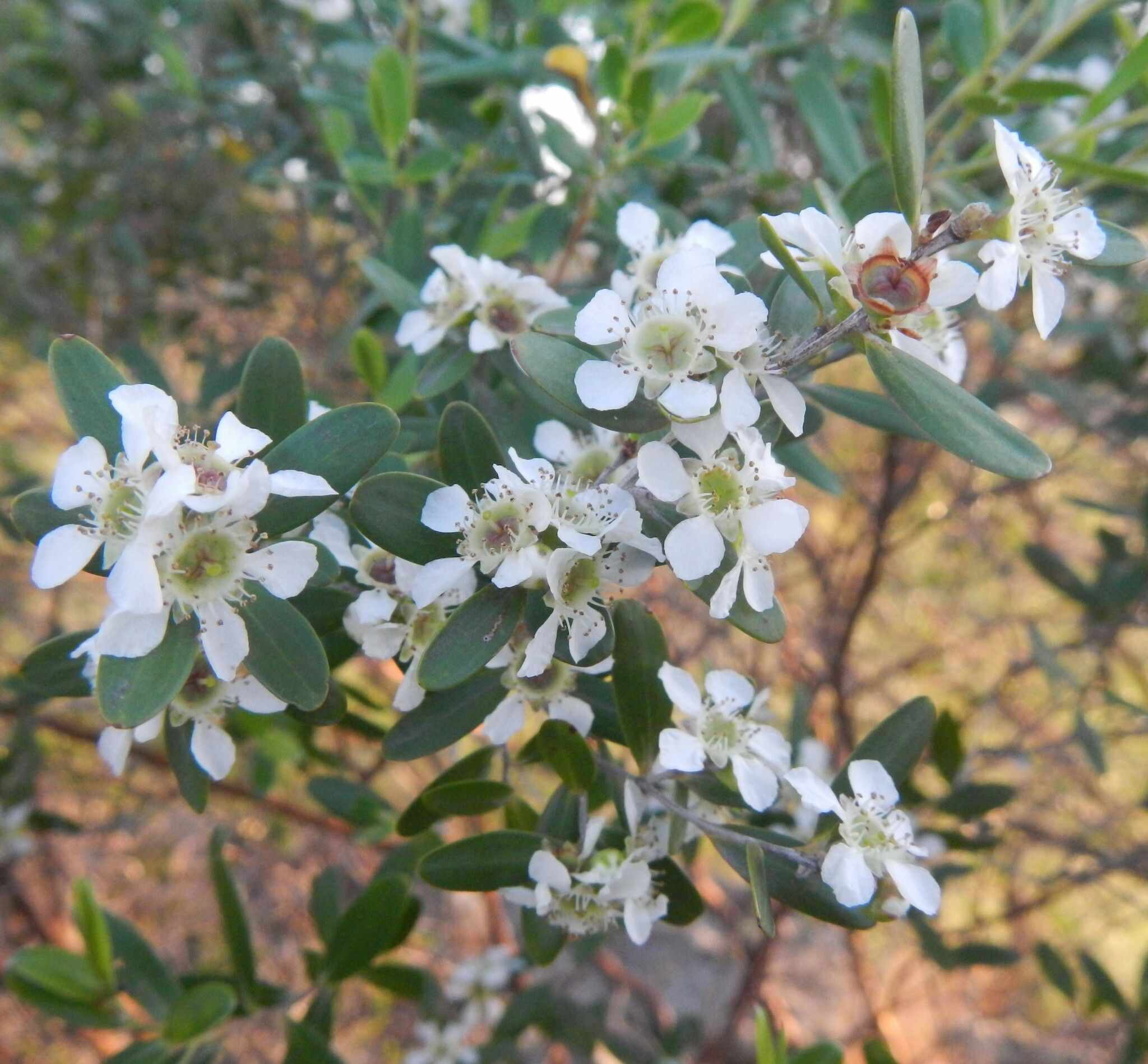Aggreflorum luehmannii