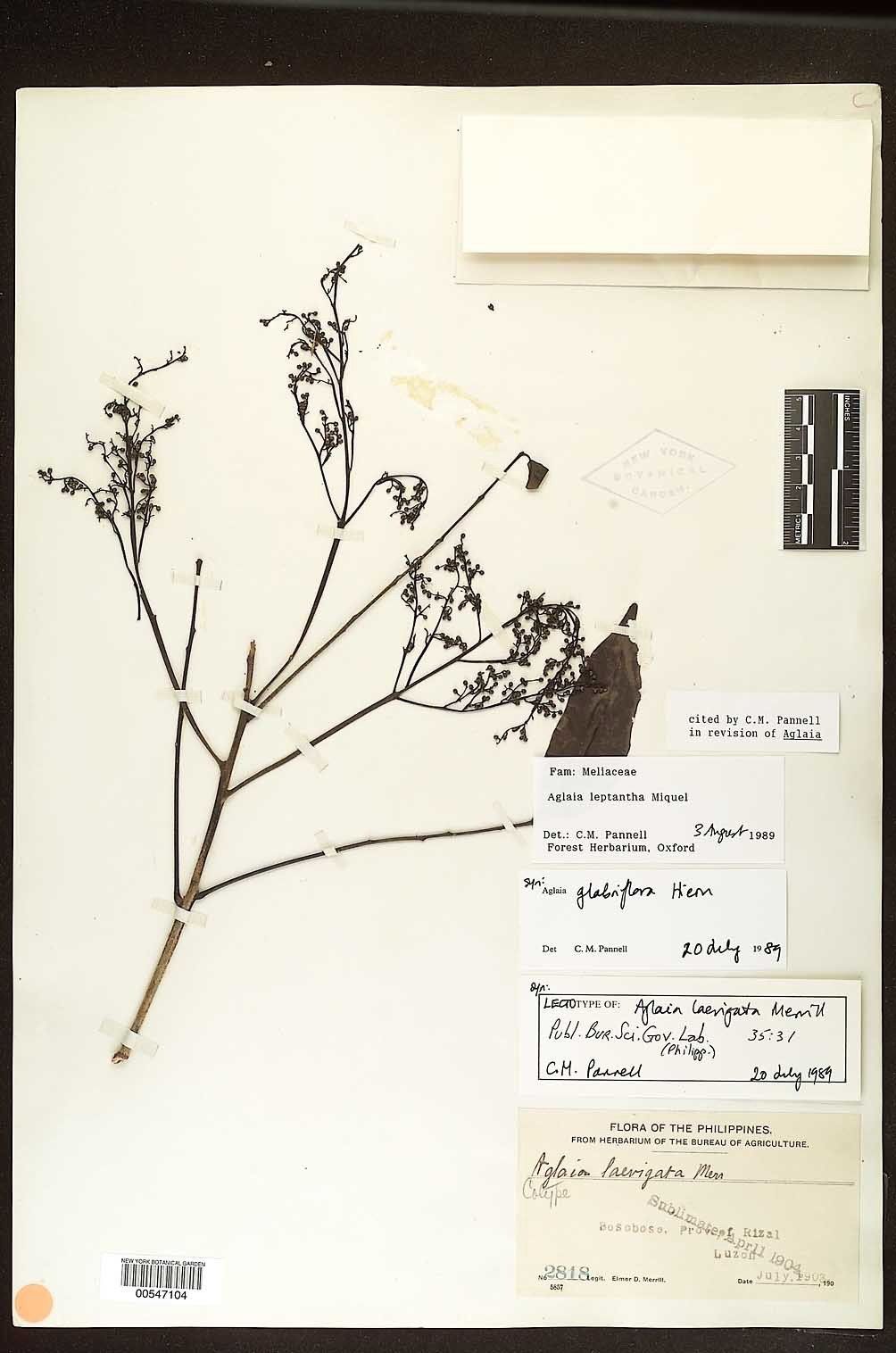 Aglaia leptantha