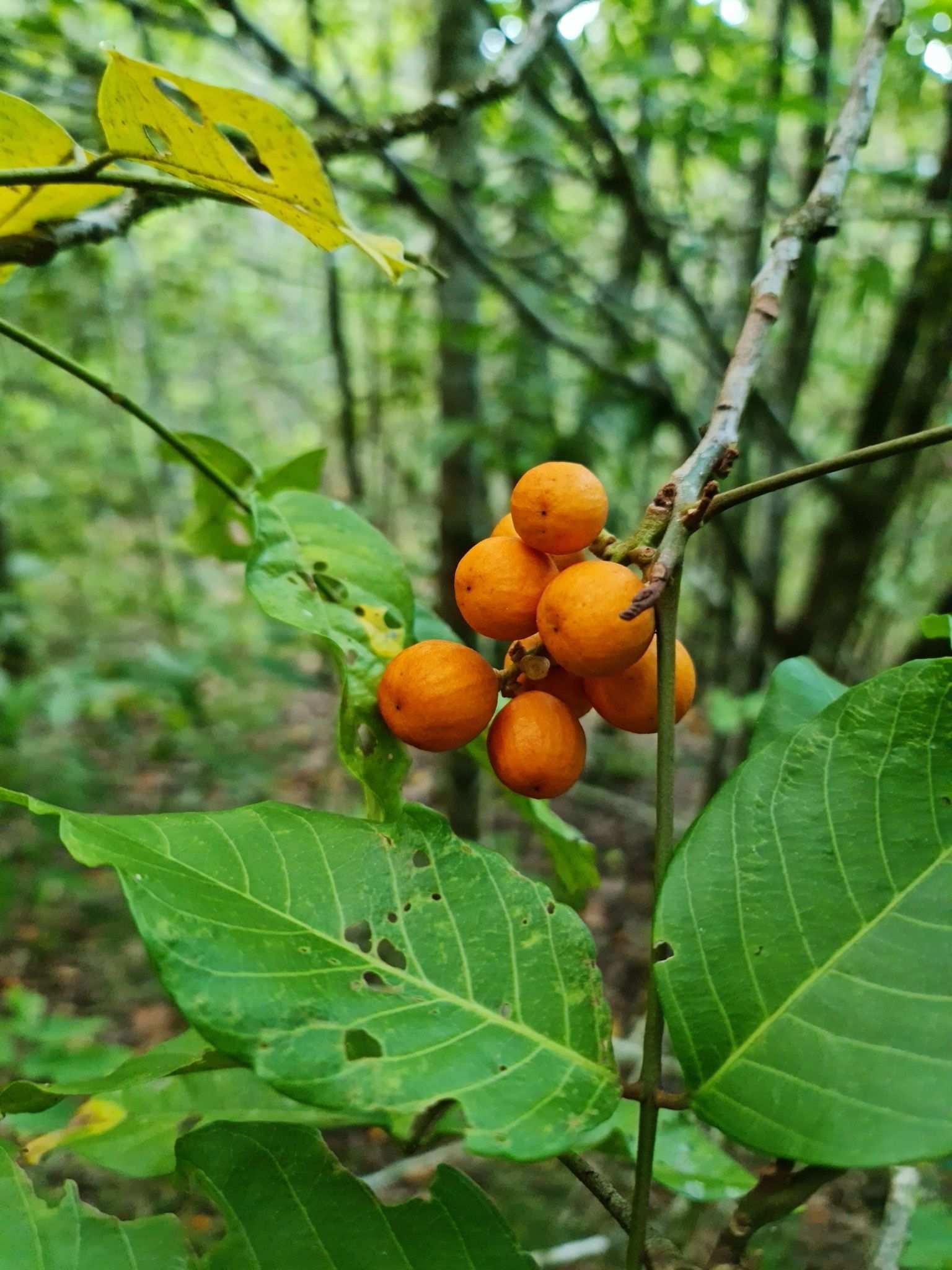 Aglaia sapindina