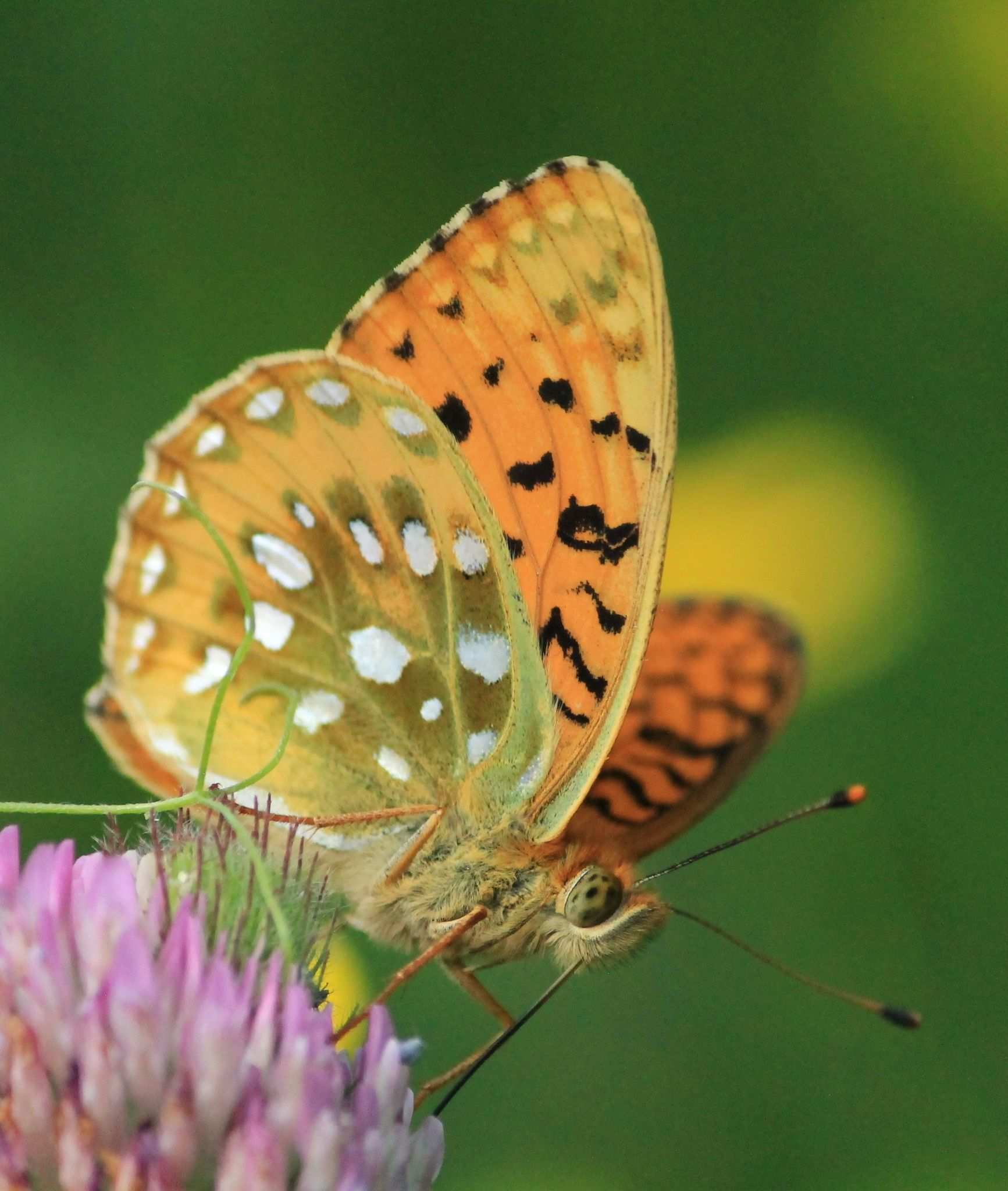 Aglaia sp.