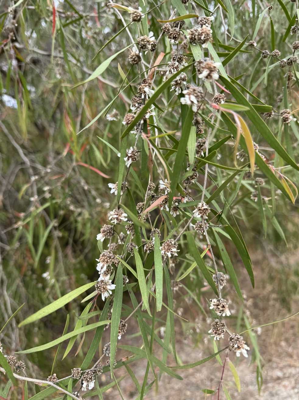 Agonis flexuosa