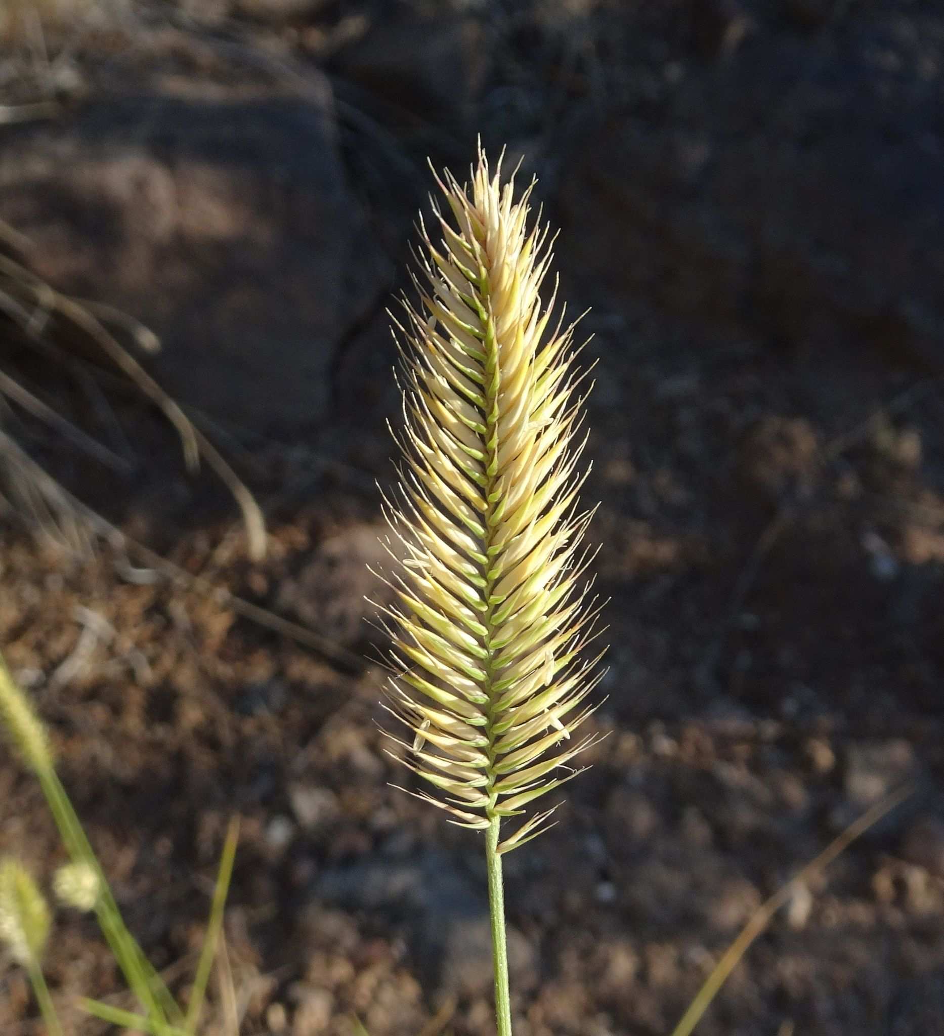 Agropyron cristatum