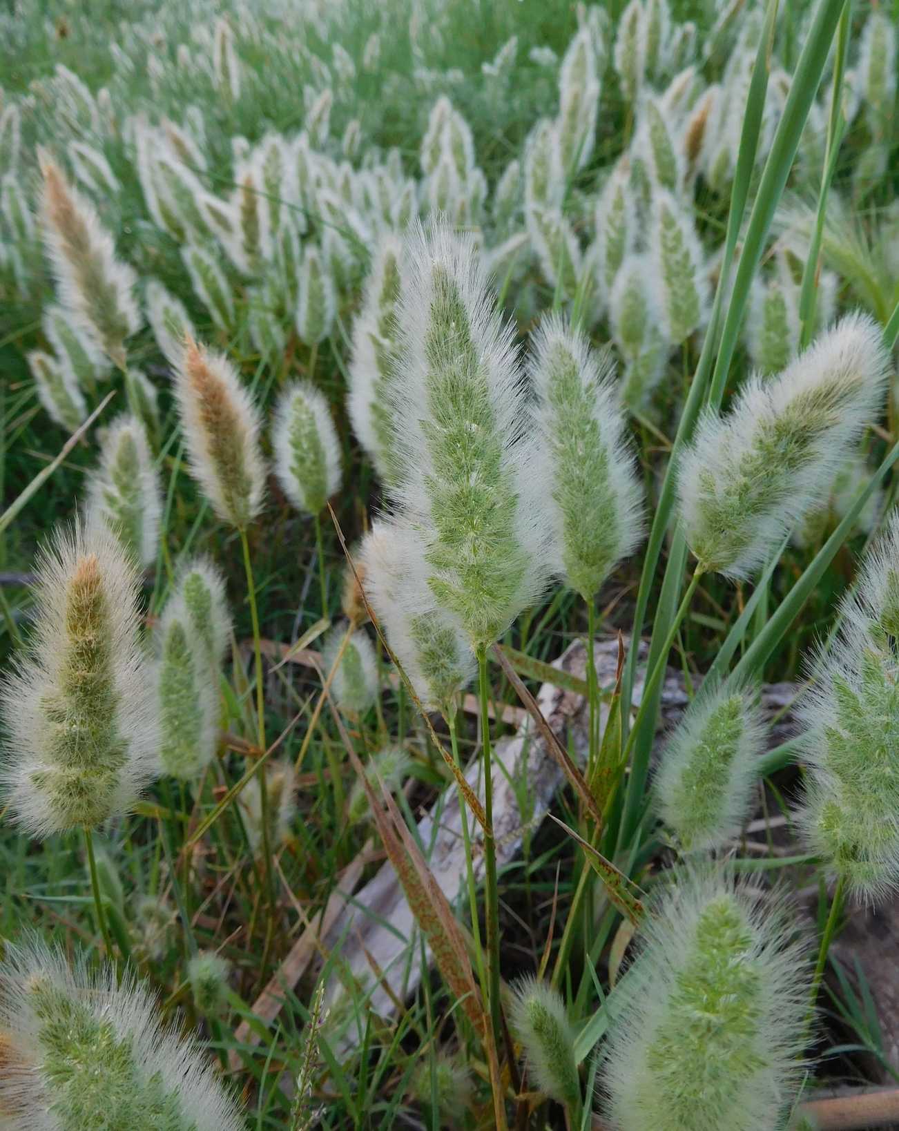 Agrostis