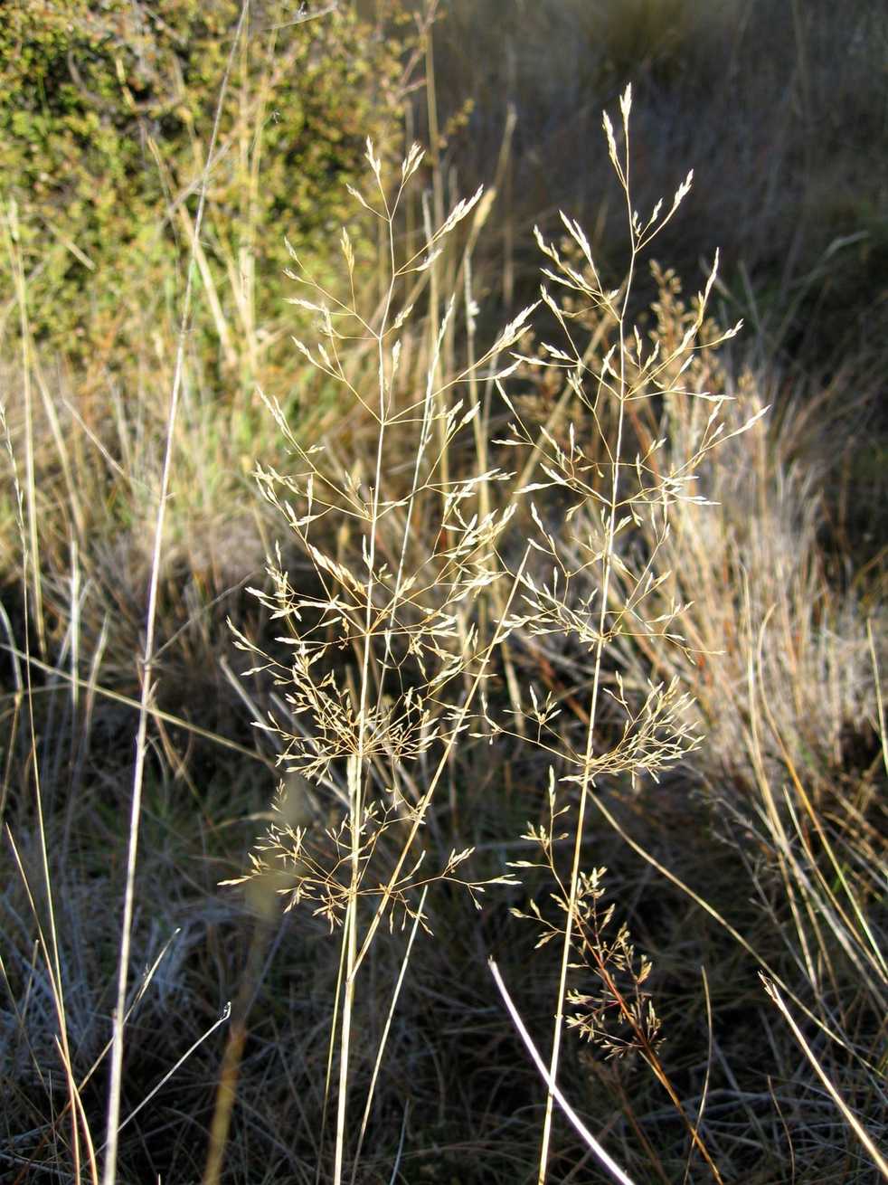 Agrostis capillaris