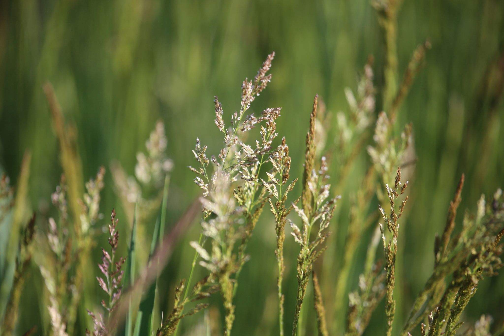Agrostis gigantea