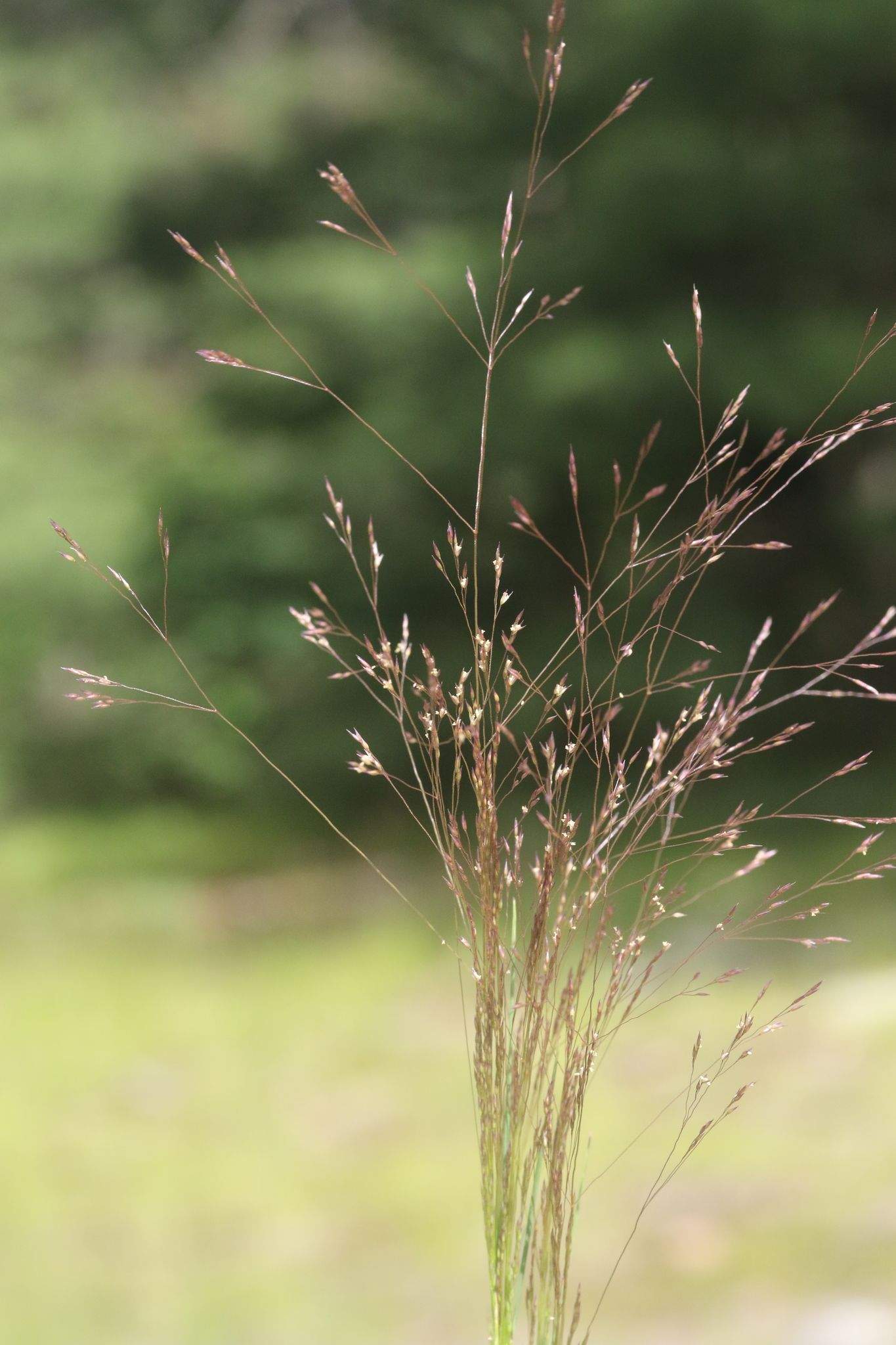 Agrostis hyemalis