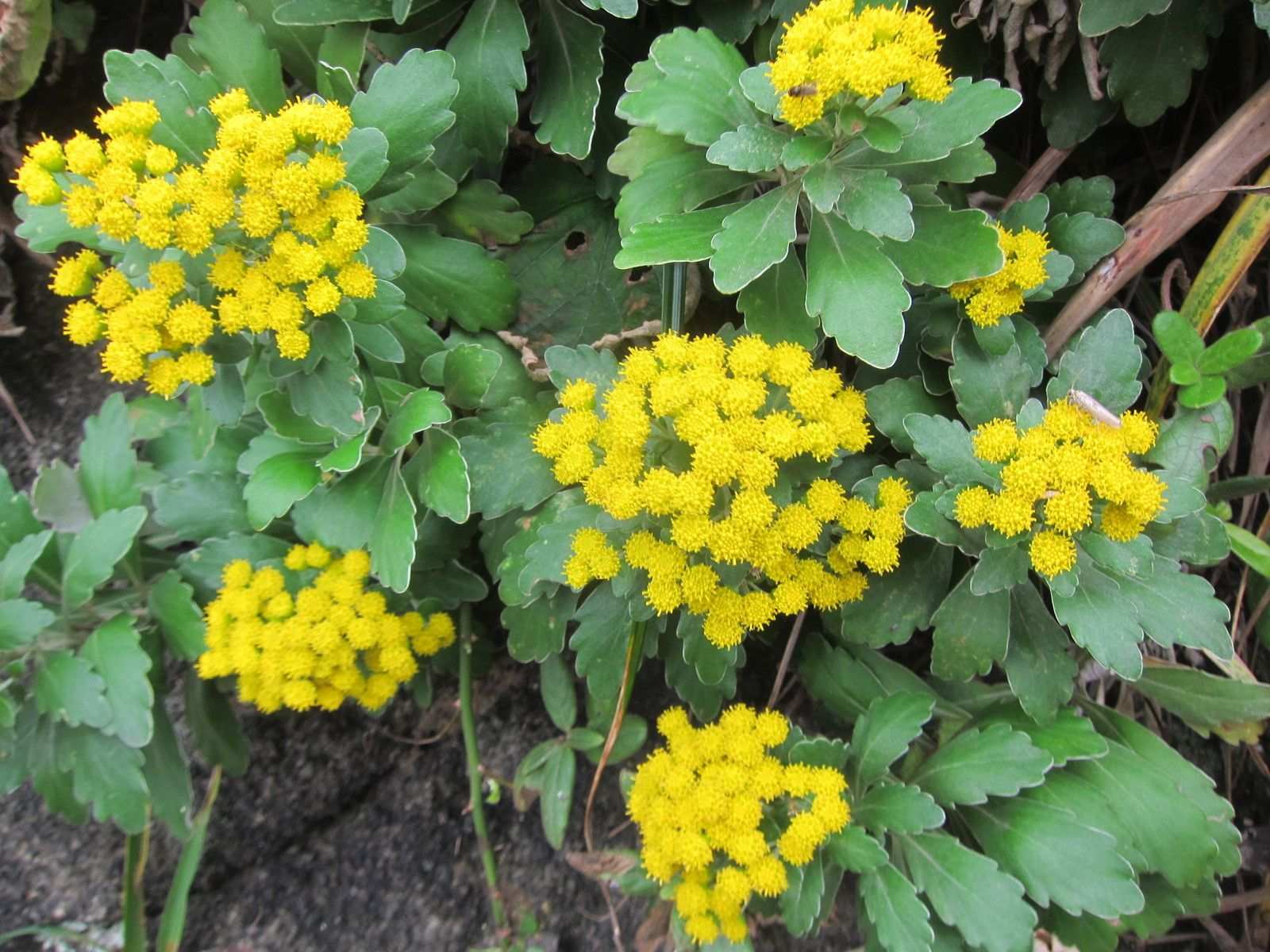 Ajania pacifica
