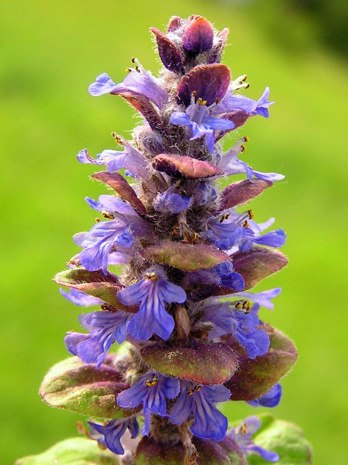 Ajuga reptans