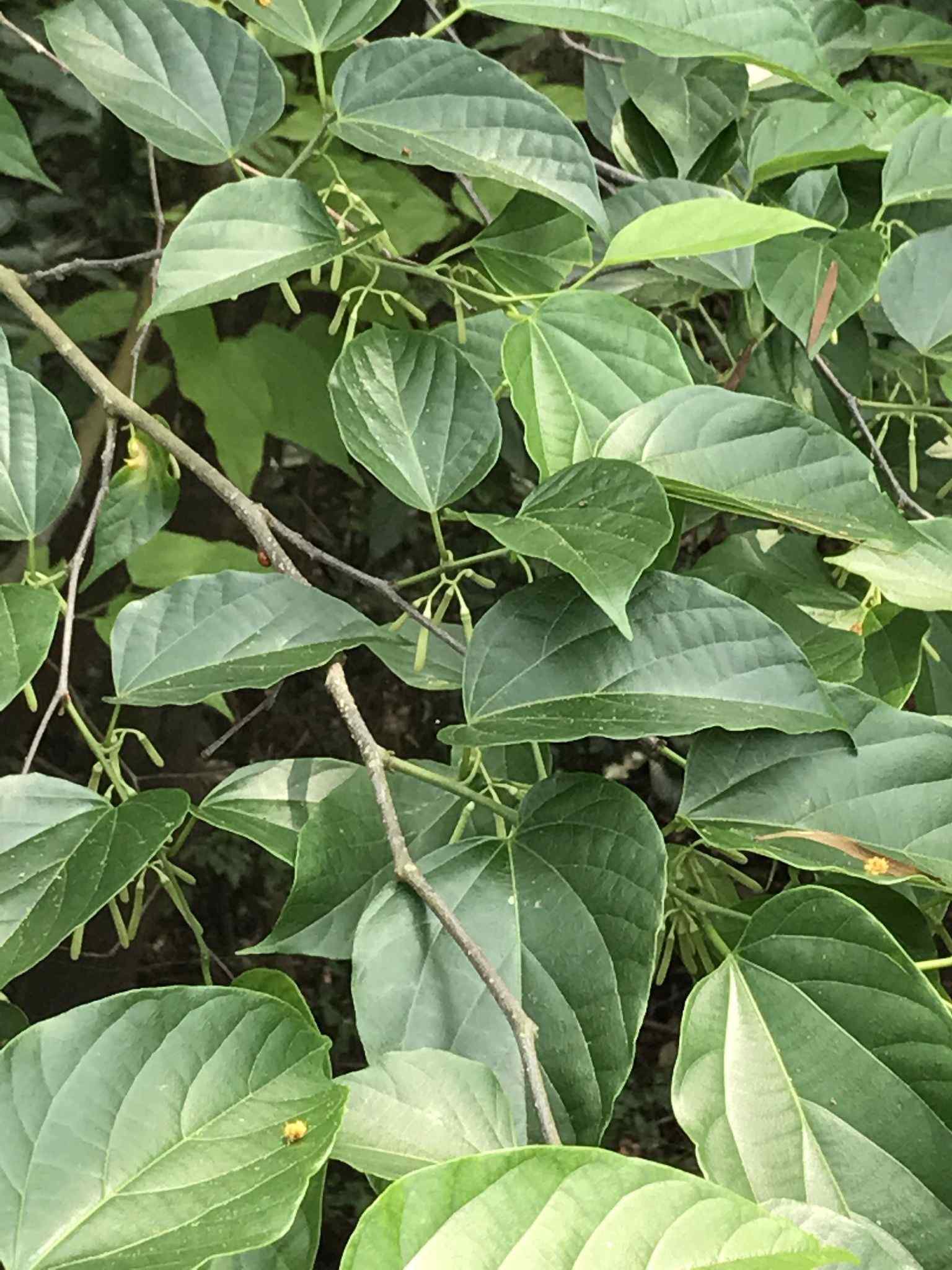 Alangium chinense