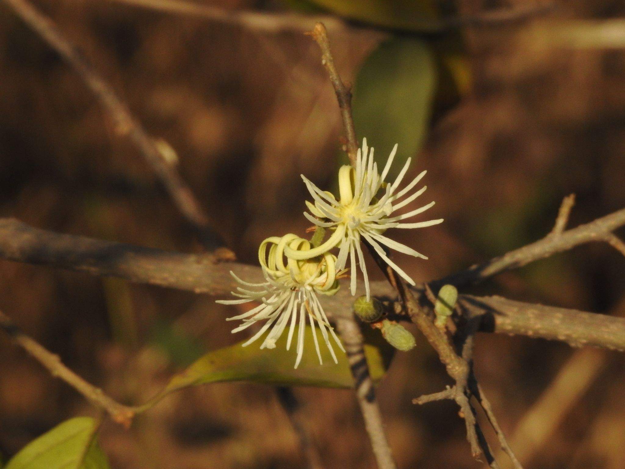 Alangium salviifolium
