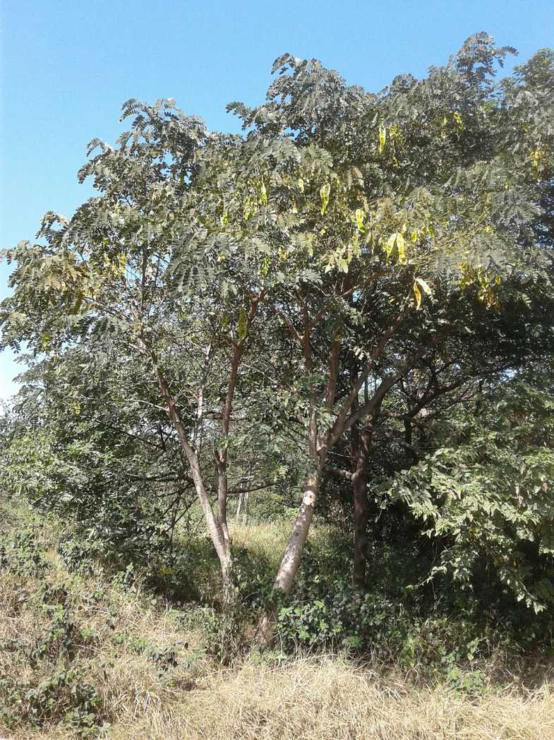 Albizia lebbeck
