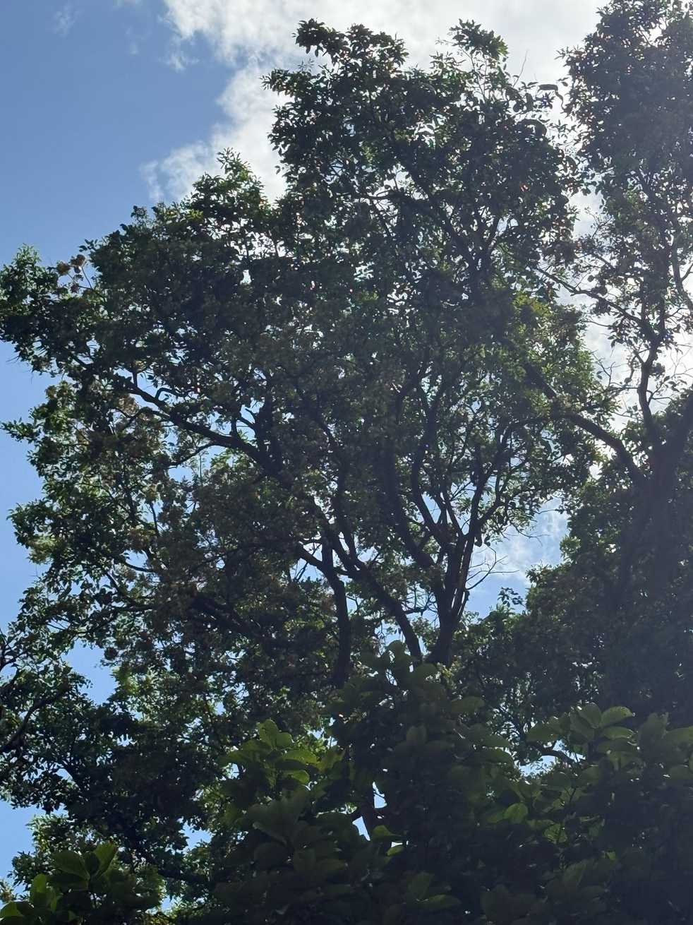 Albizia sp.