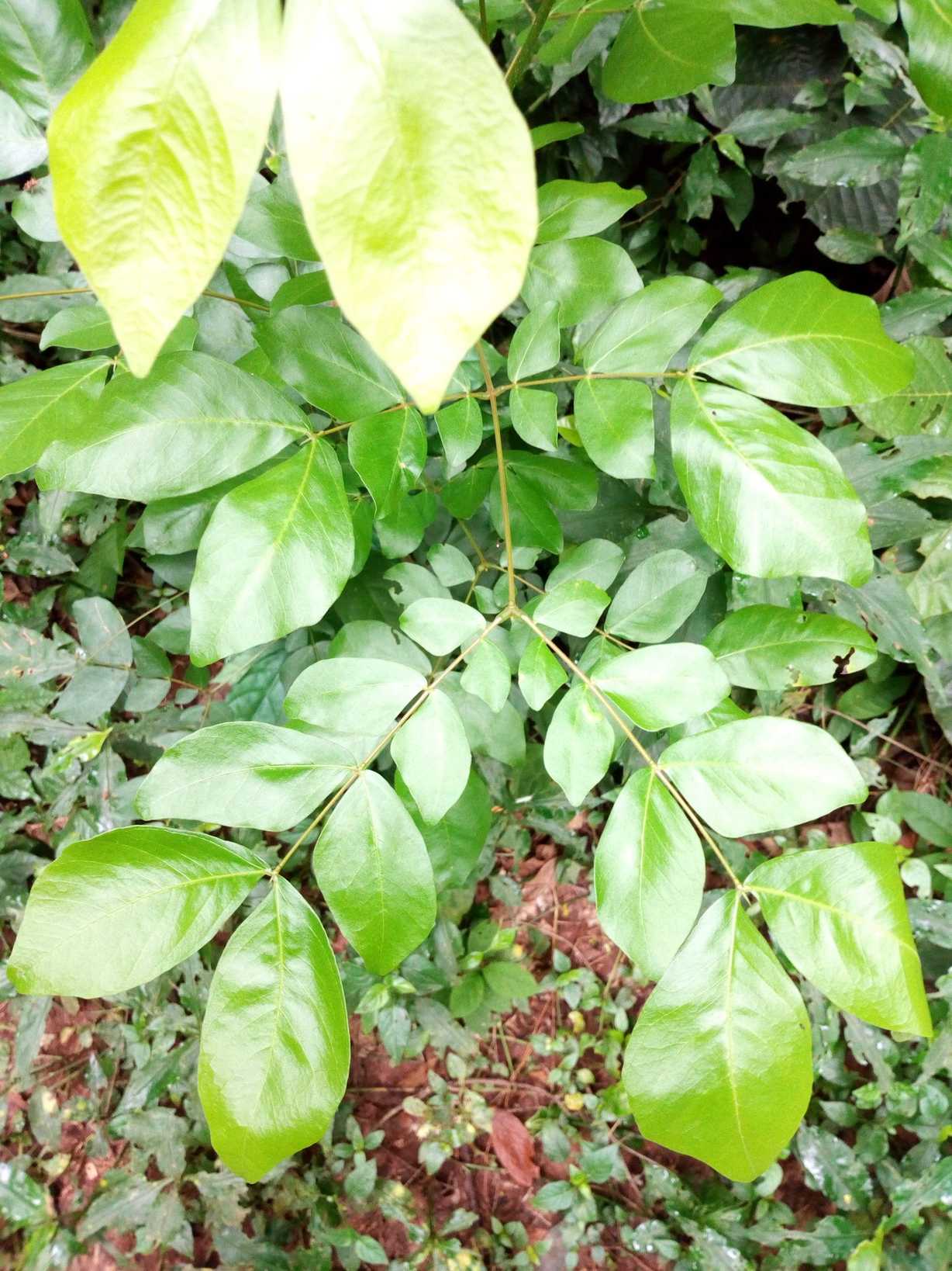 Albizia zygia