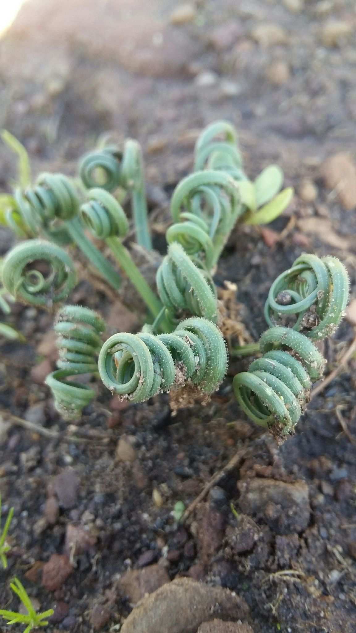 Albuca sp.