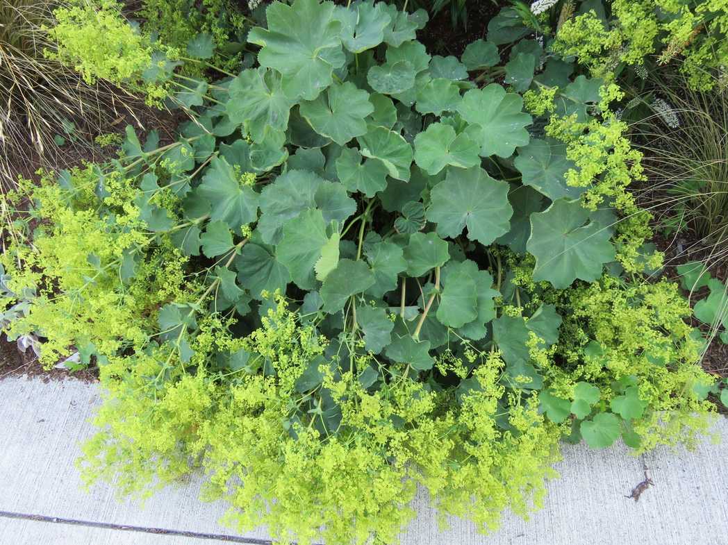 Alchemilla mollis