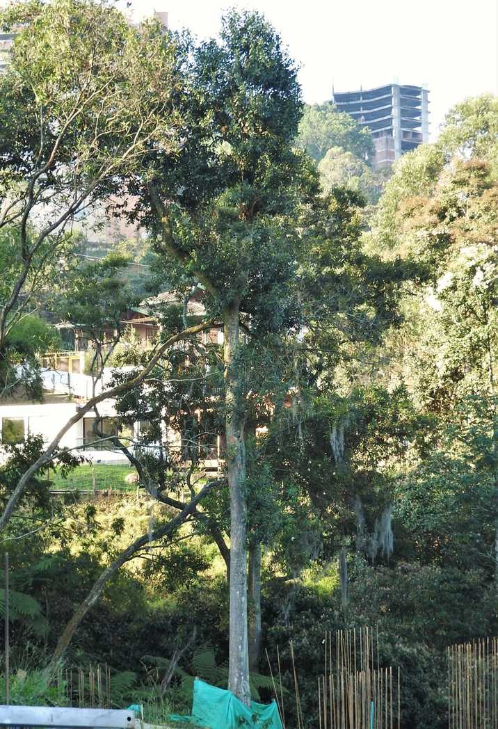 Alchornea glandulosa