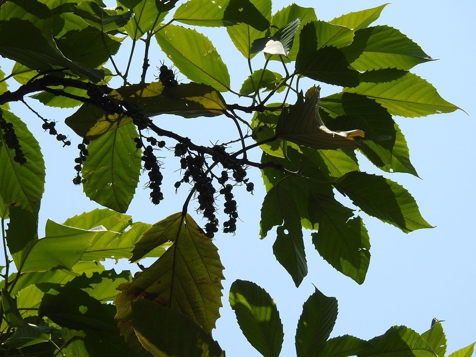 Alchornea latifolia