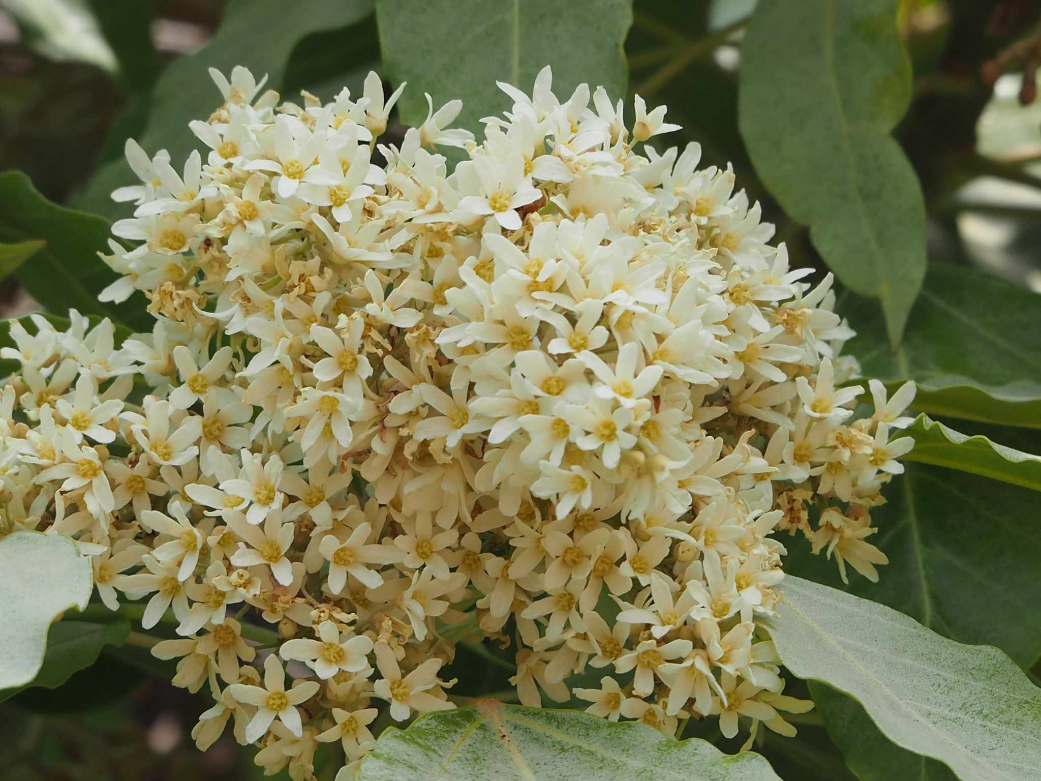 Aleurites moluccanus