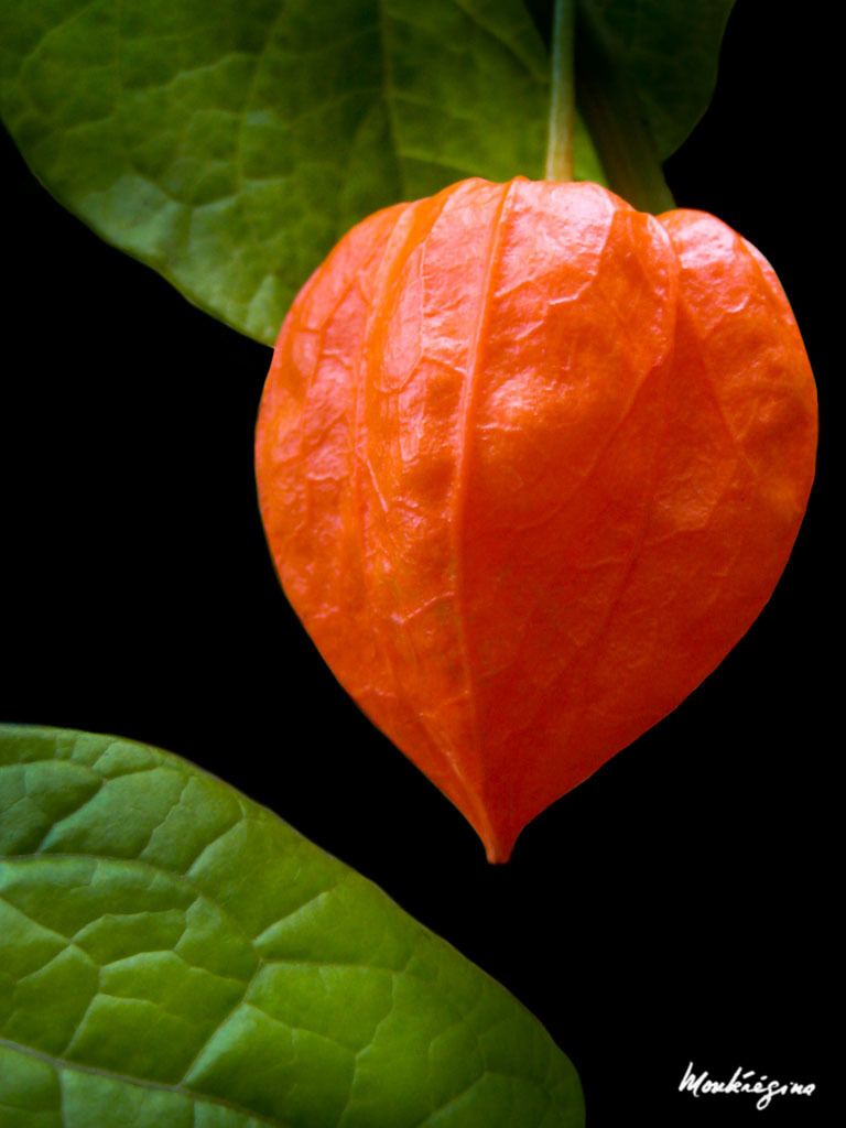 Alkekengi officinarum
