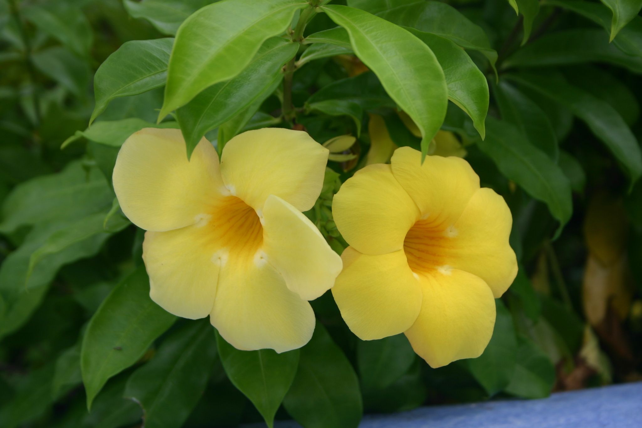 Allamanda