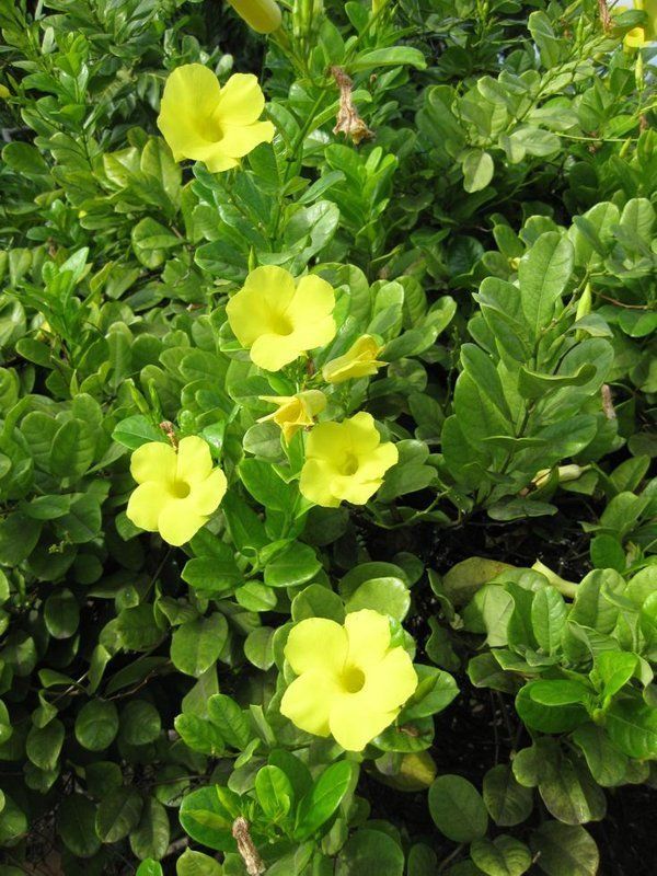Allamanda oenotherifolia