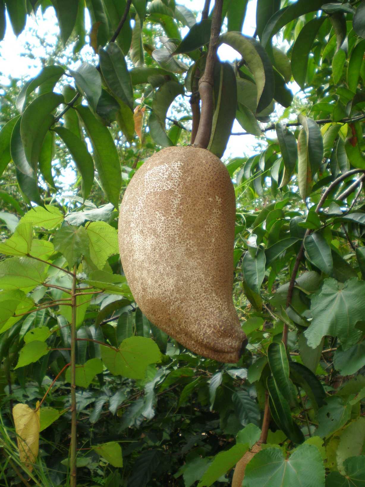 Allanblackia floribunda