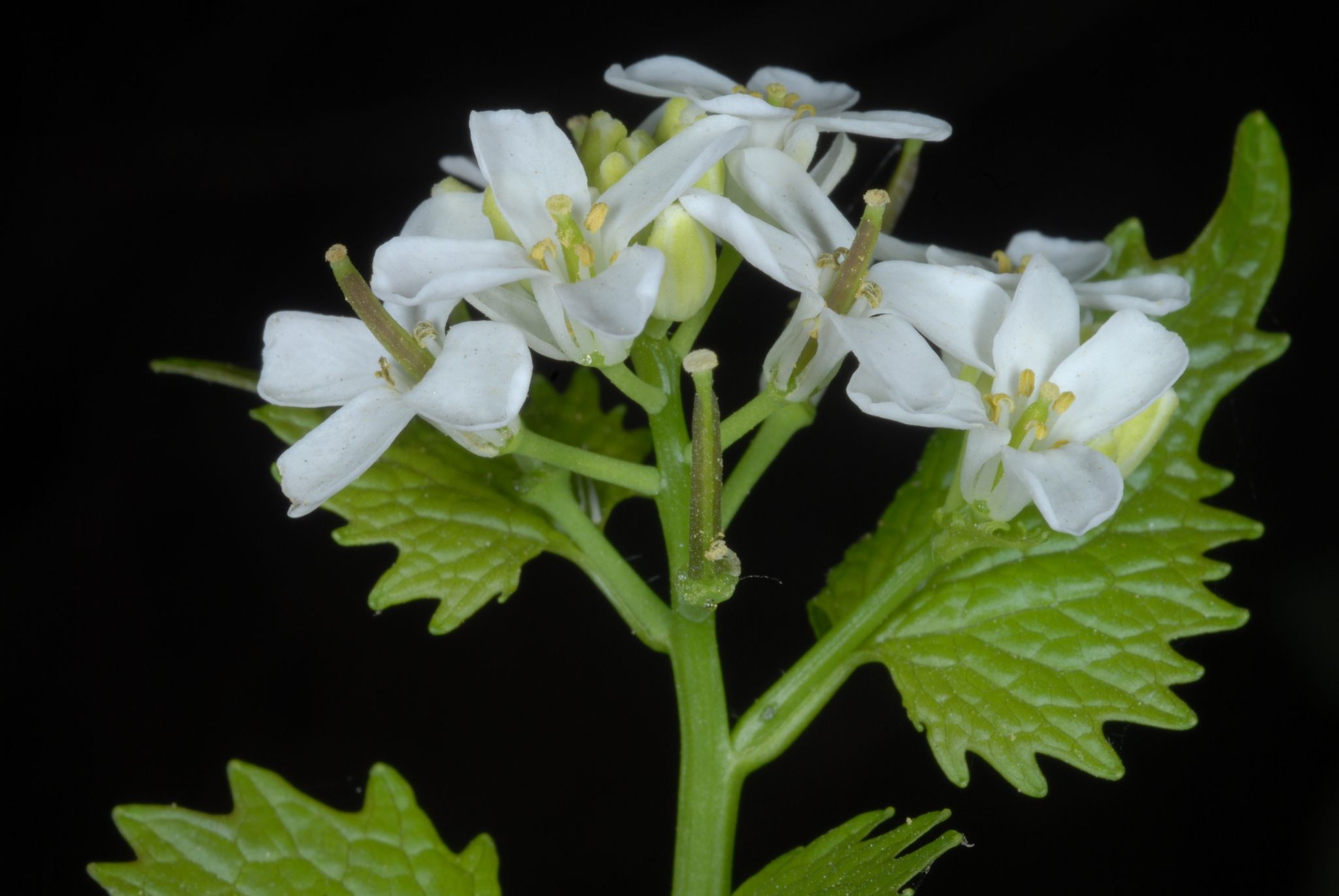 Alliaria petiolata