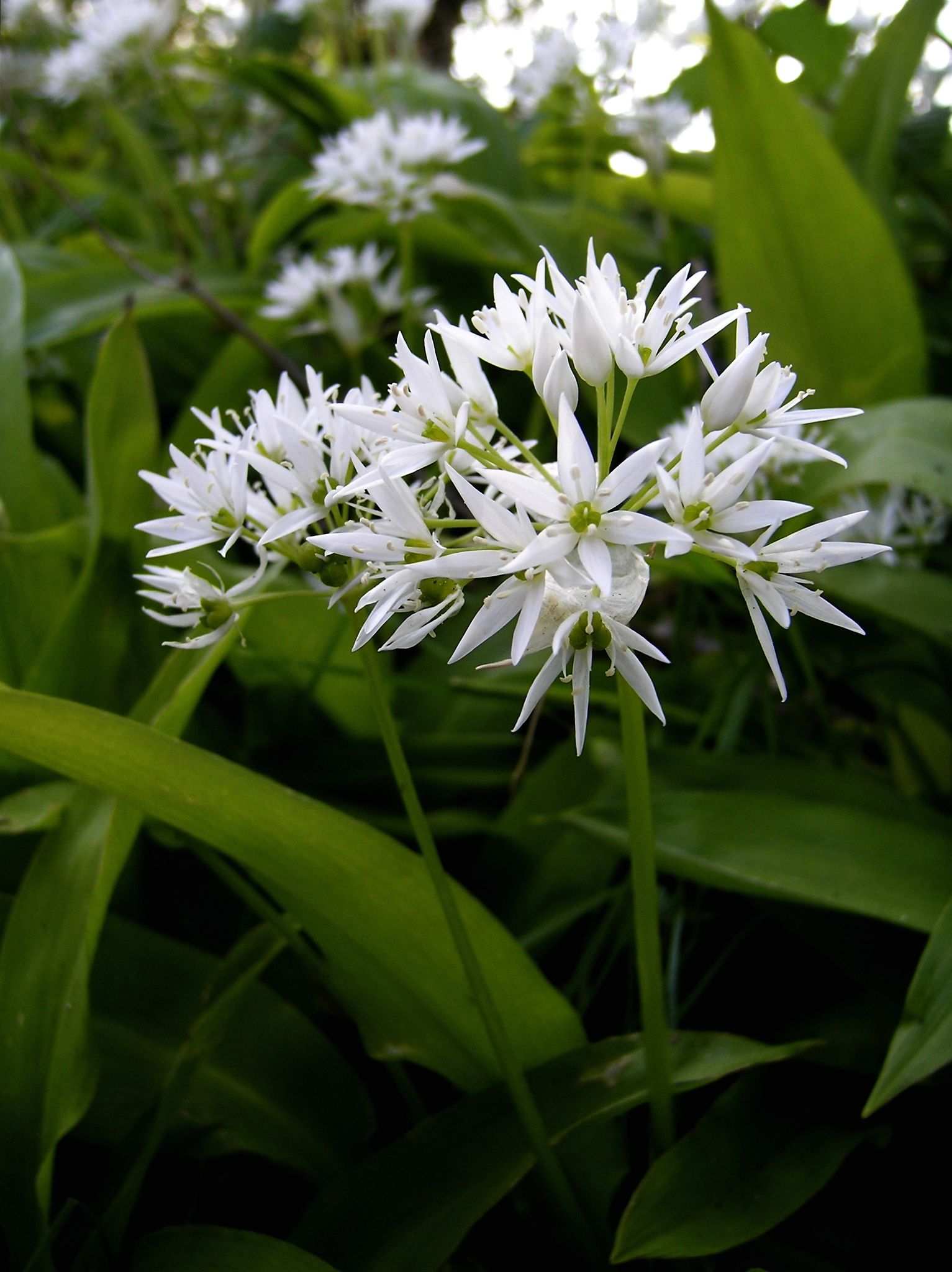 Allium