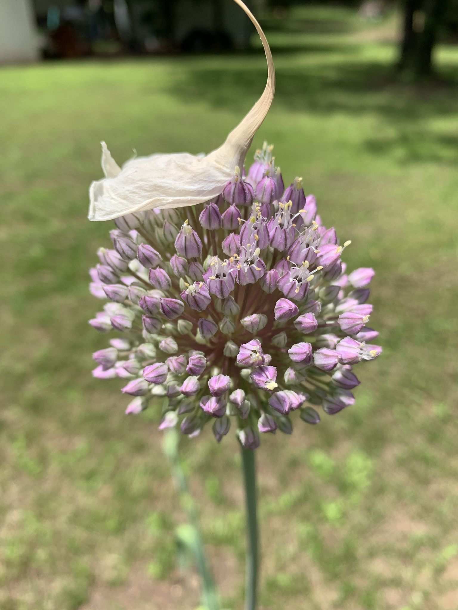 Allium ampeloprasum