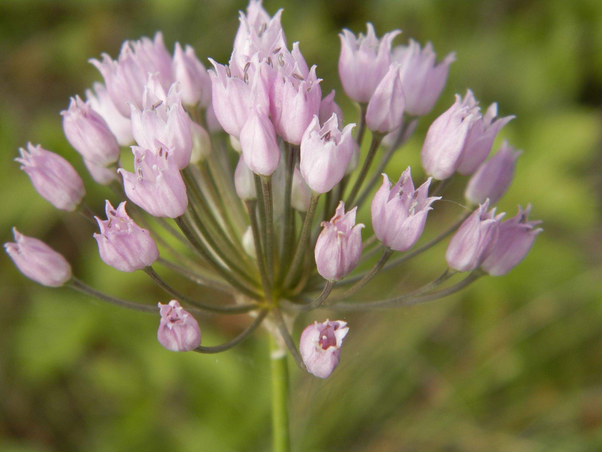 Allium angulosum