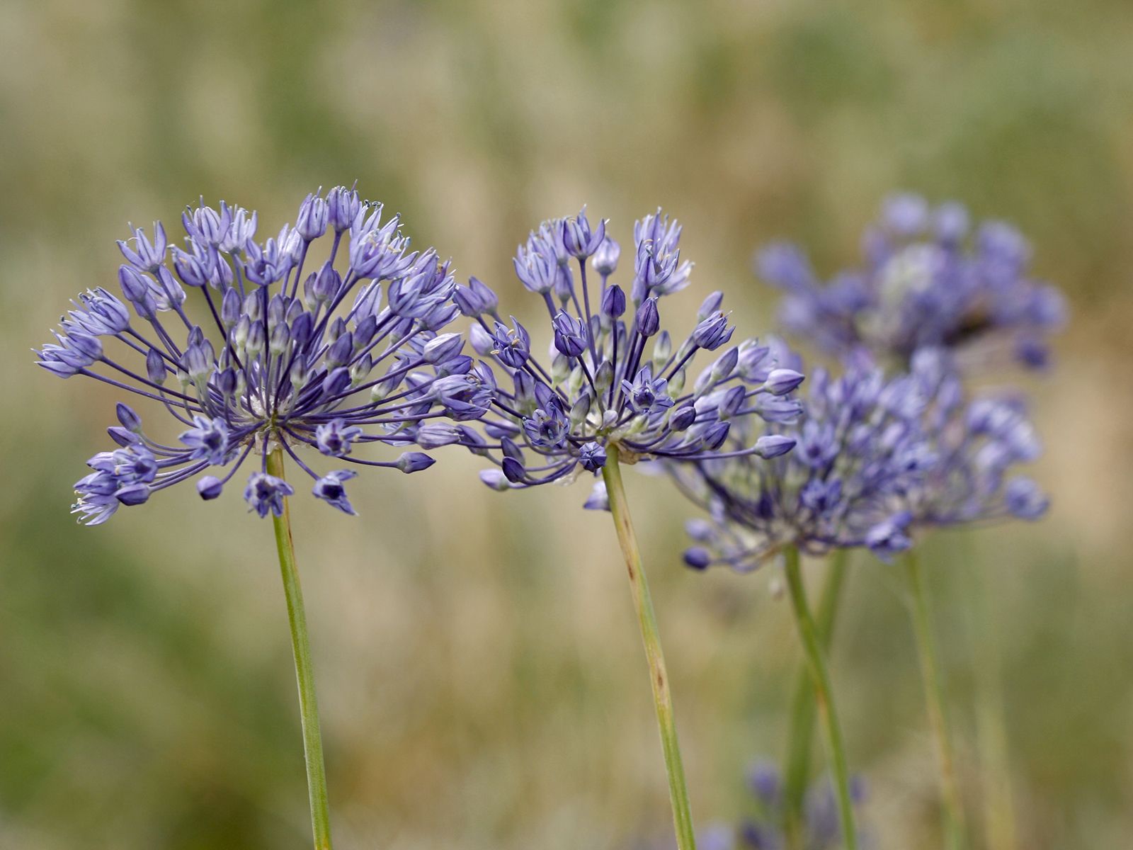 Allium caeruleum