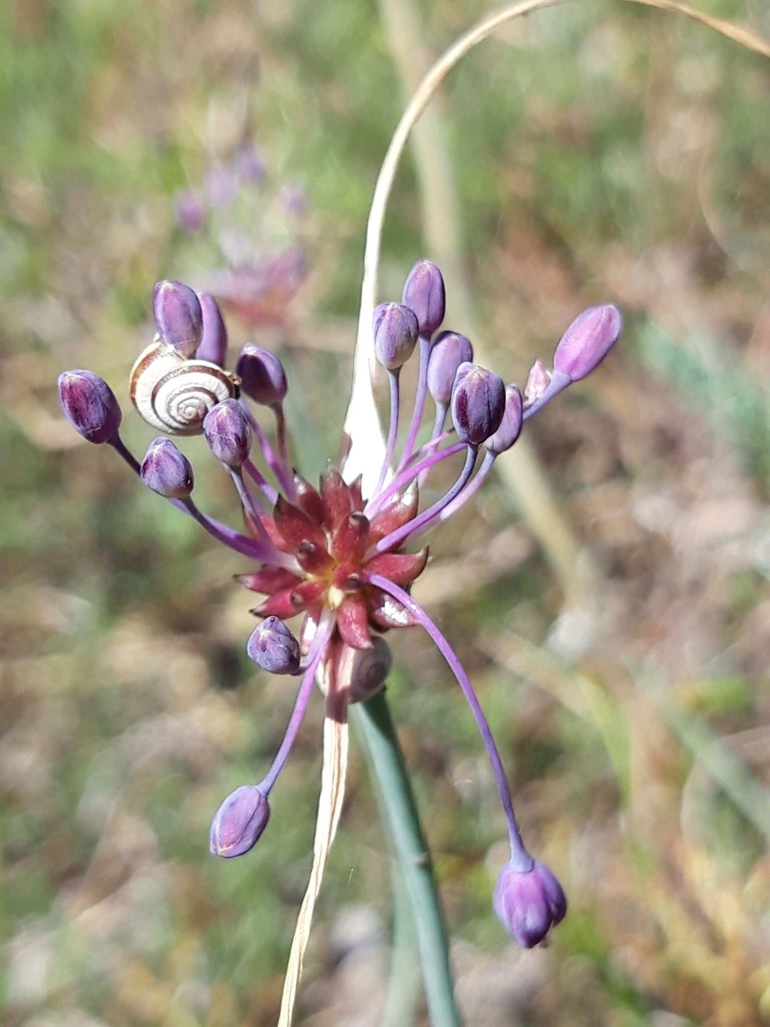Allium carinatum