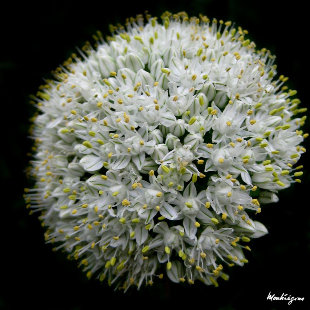 Allium cepa