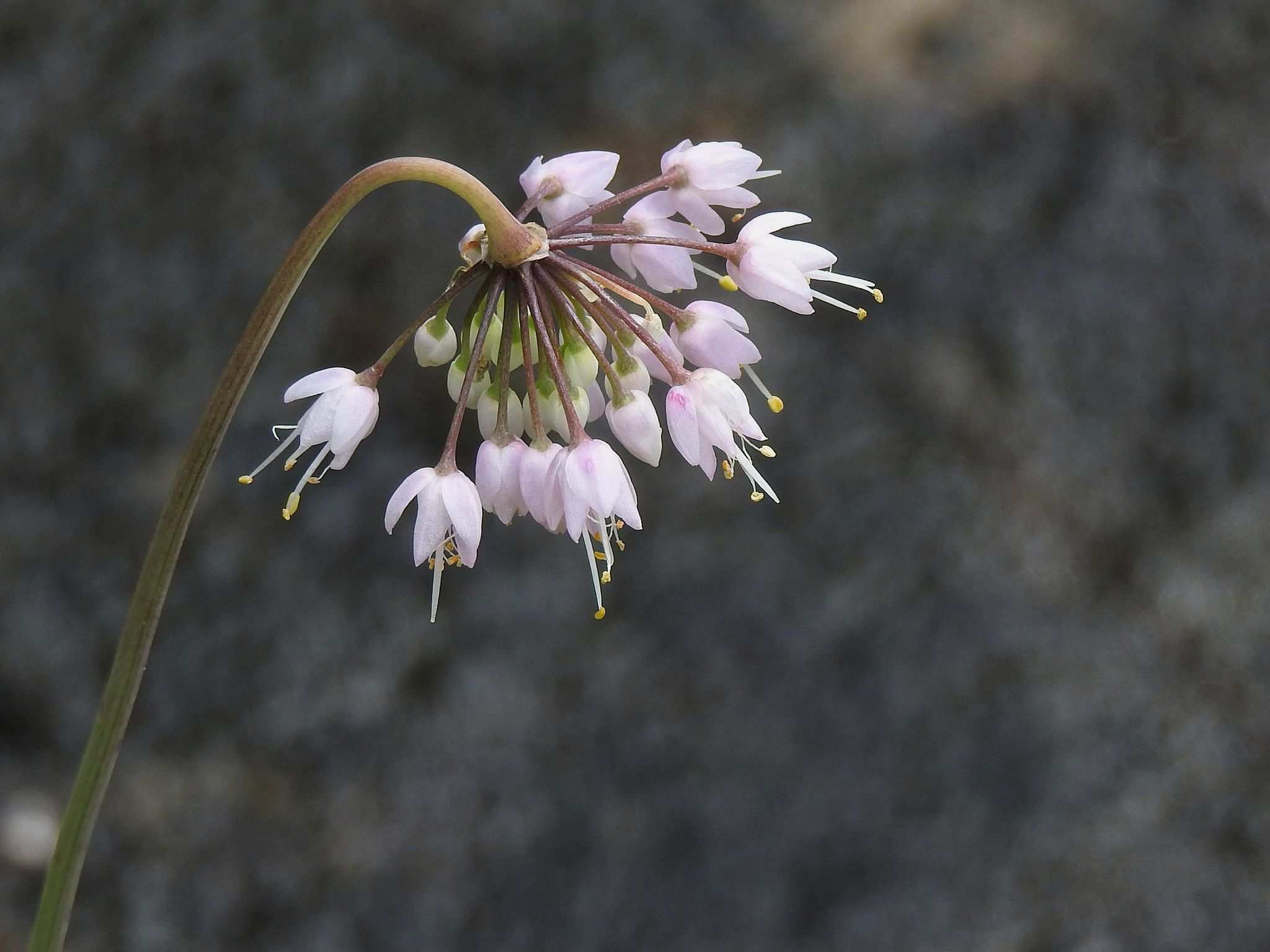 Allium cernuum