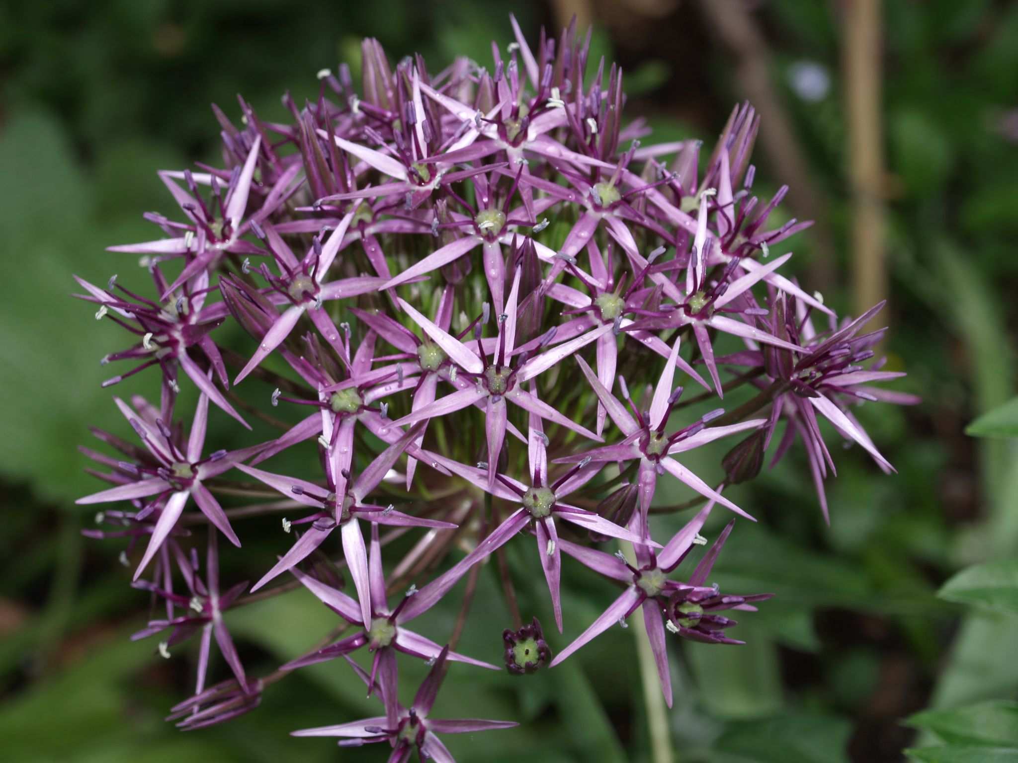 Allium cristophii