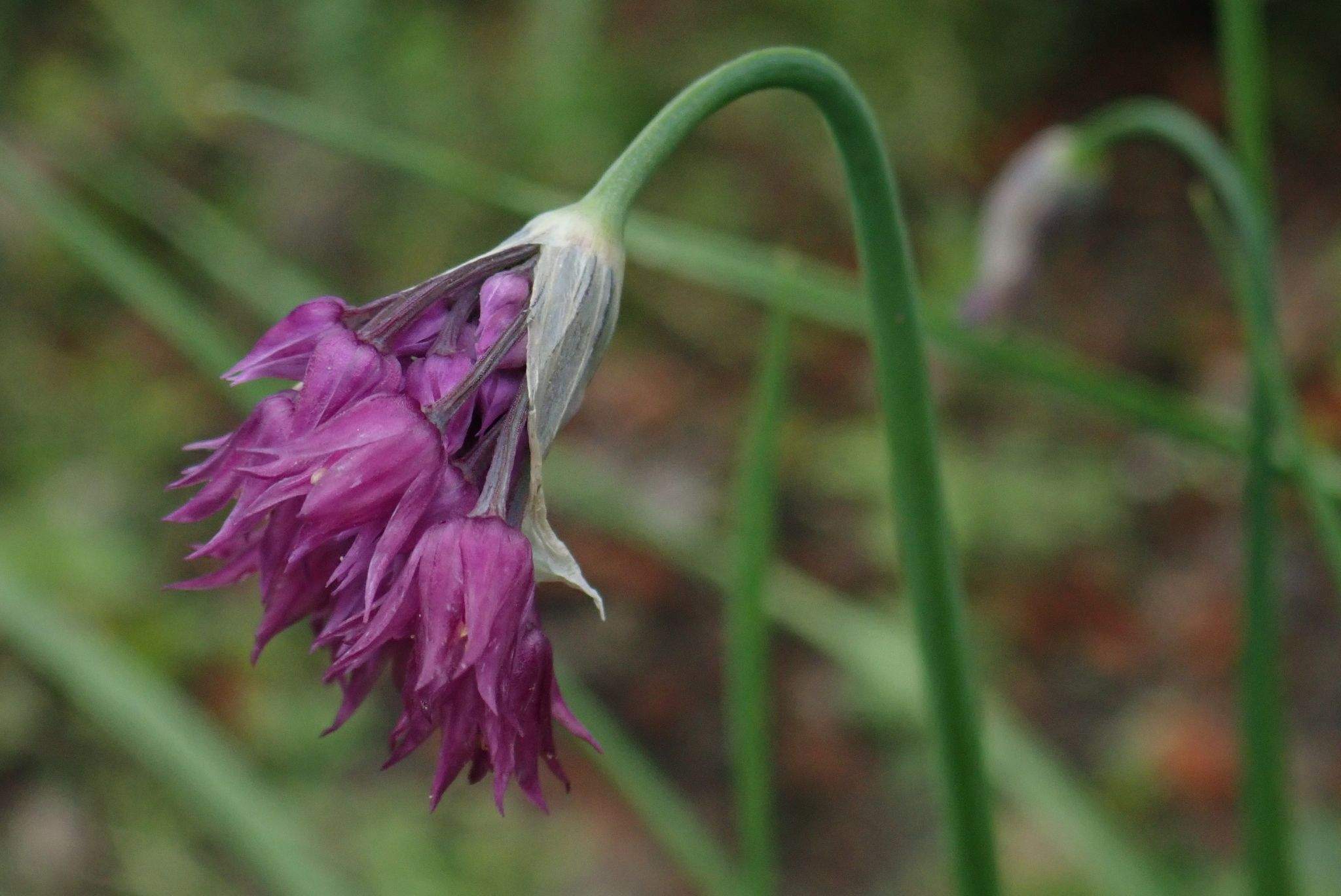 Allium cyathophorum